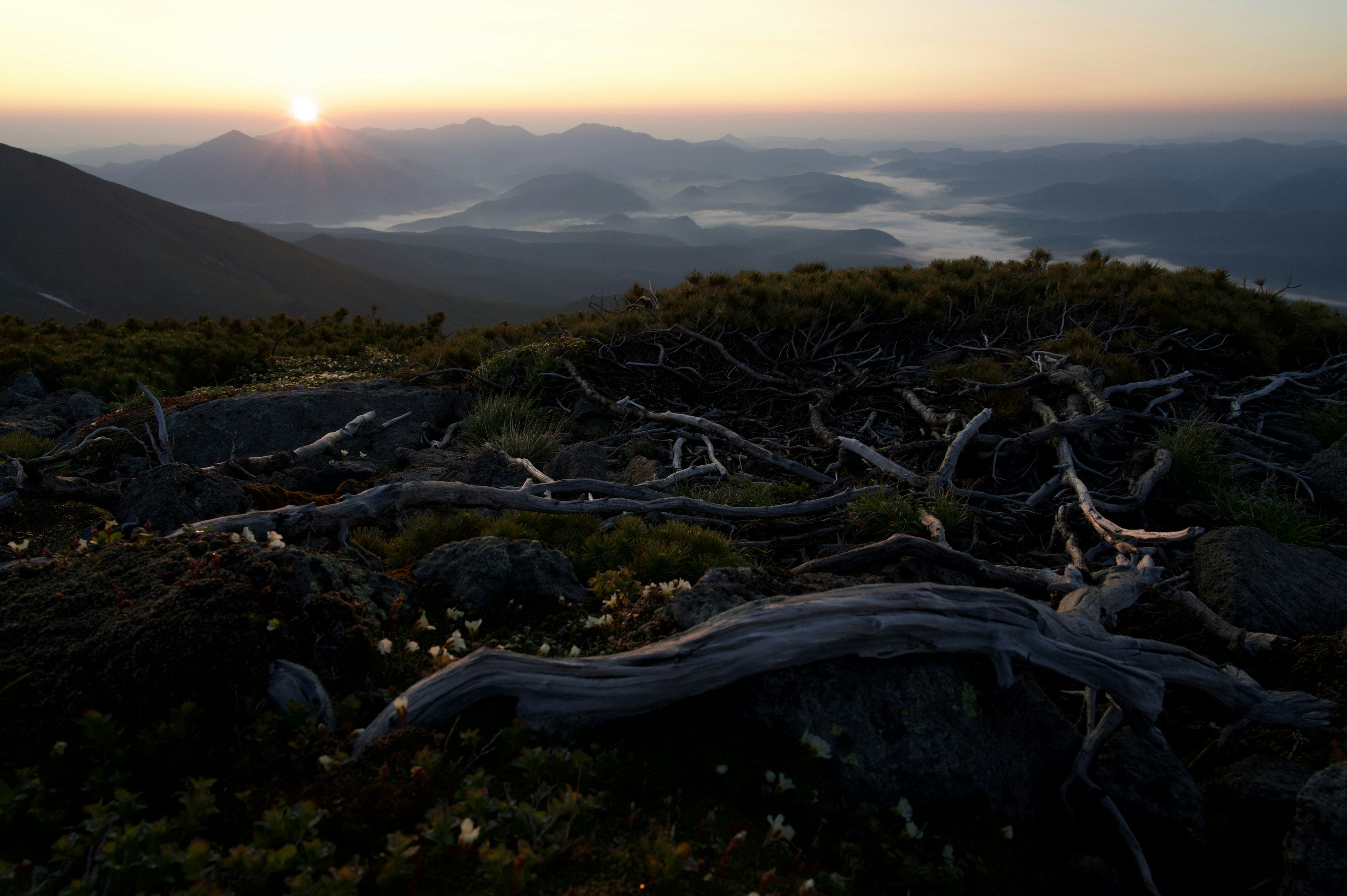 Lever du soleil sur les montagnes avec des racines d'arbres complexes visibles montrant la beauté naturelle