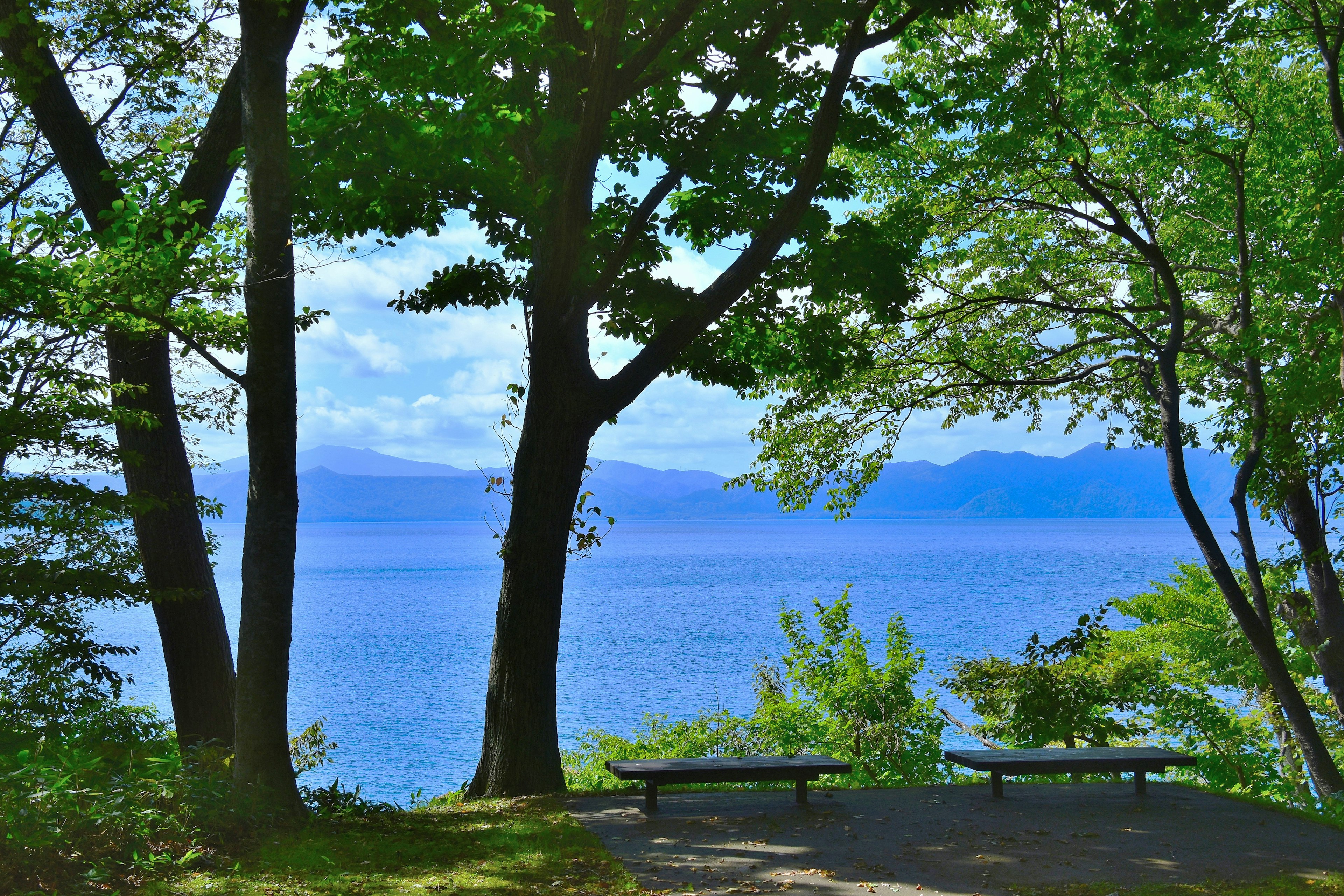 树木俯瞰平静湖面和蓝天的风景