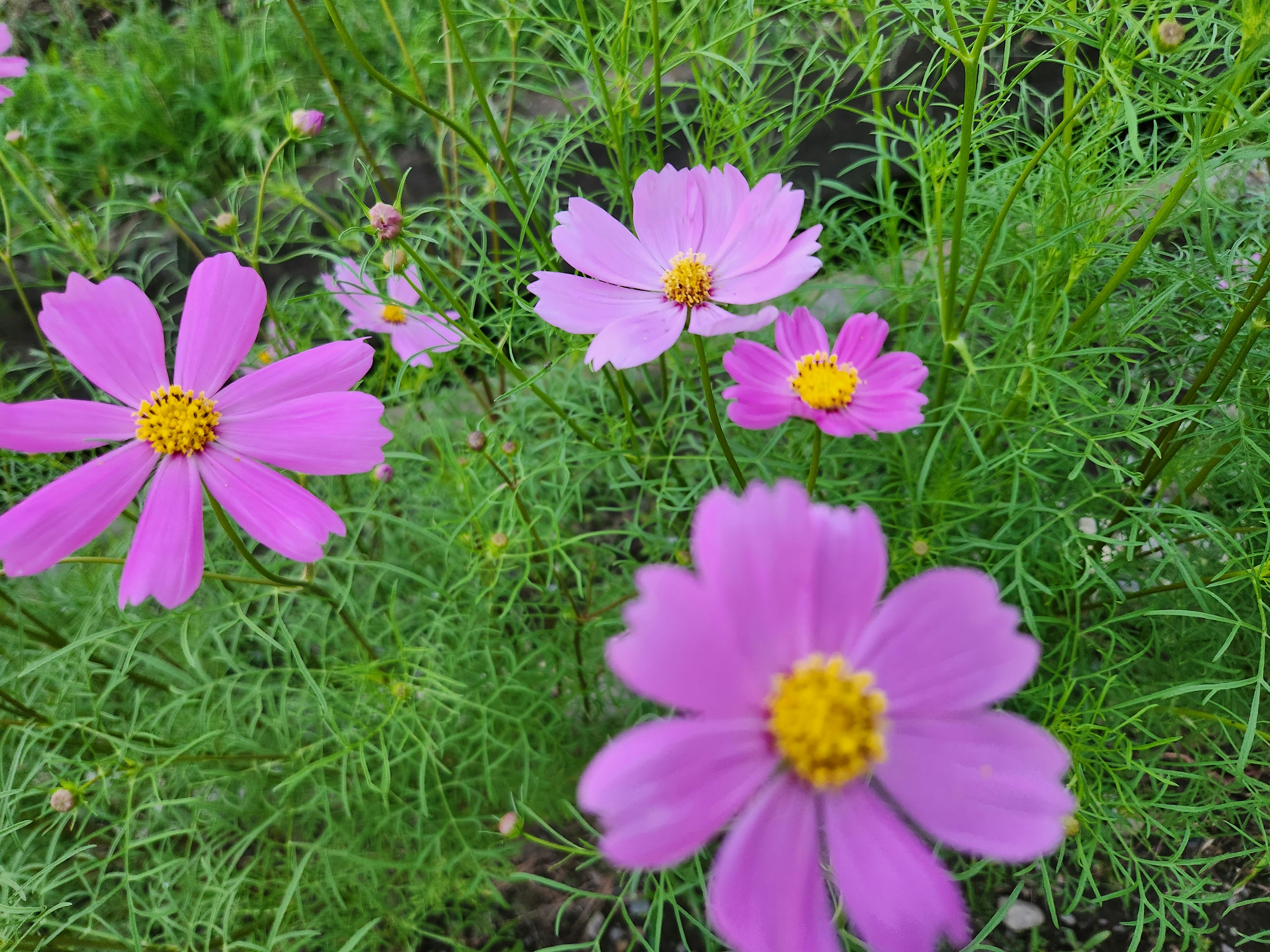 色とりどりのコスモスの花が咲いている緑の背景