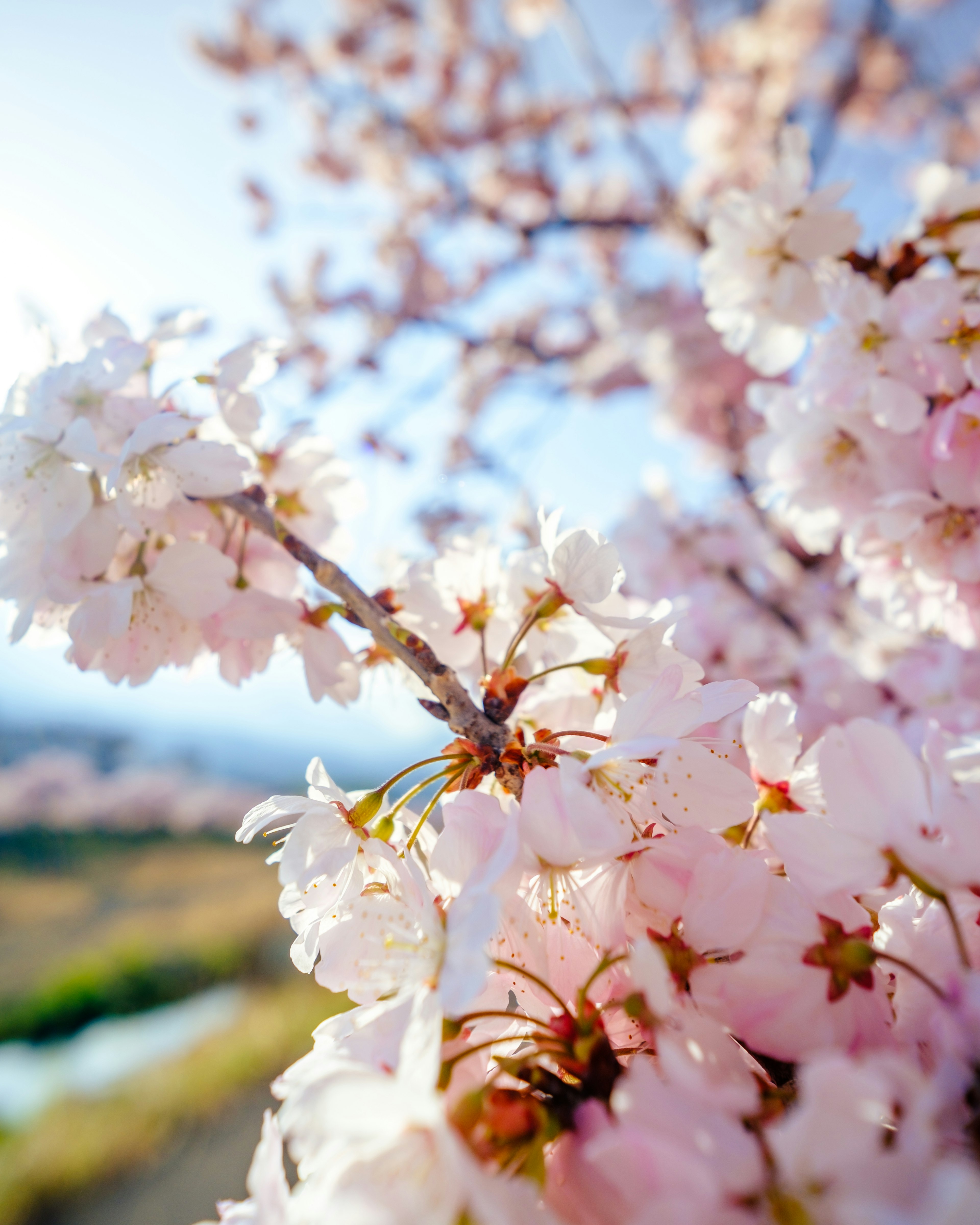 桜の花が咲いている美しい風景のクローズアップ