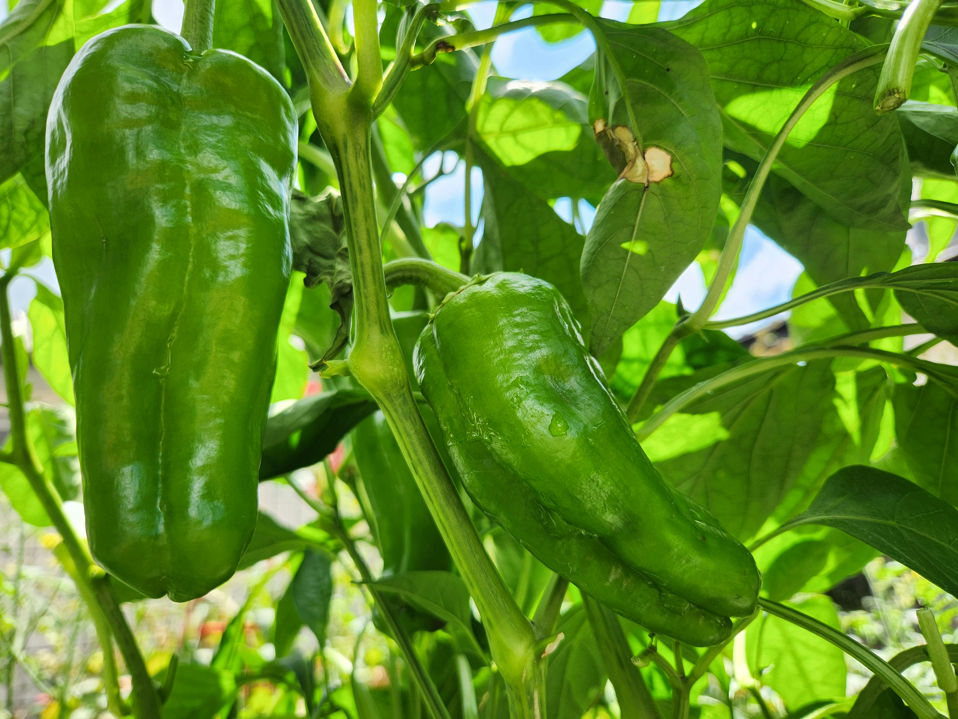 Grüne Paprika, die an einer Pflanze in einem Garten wachsen