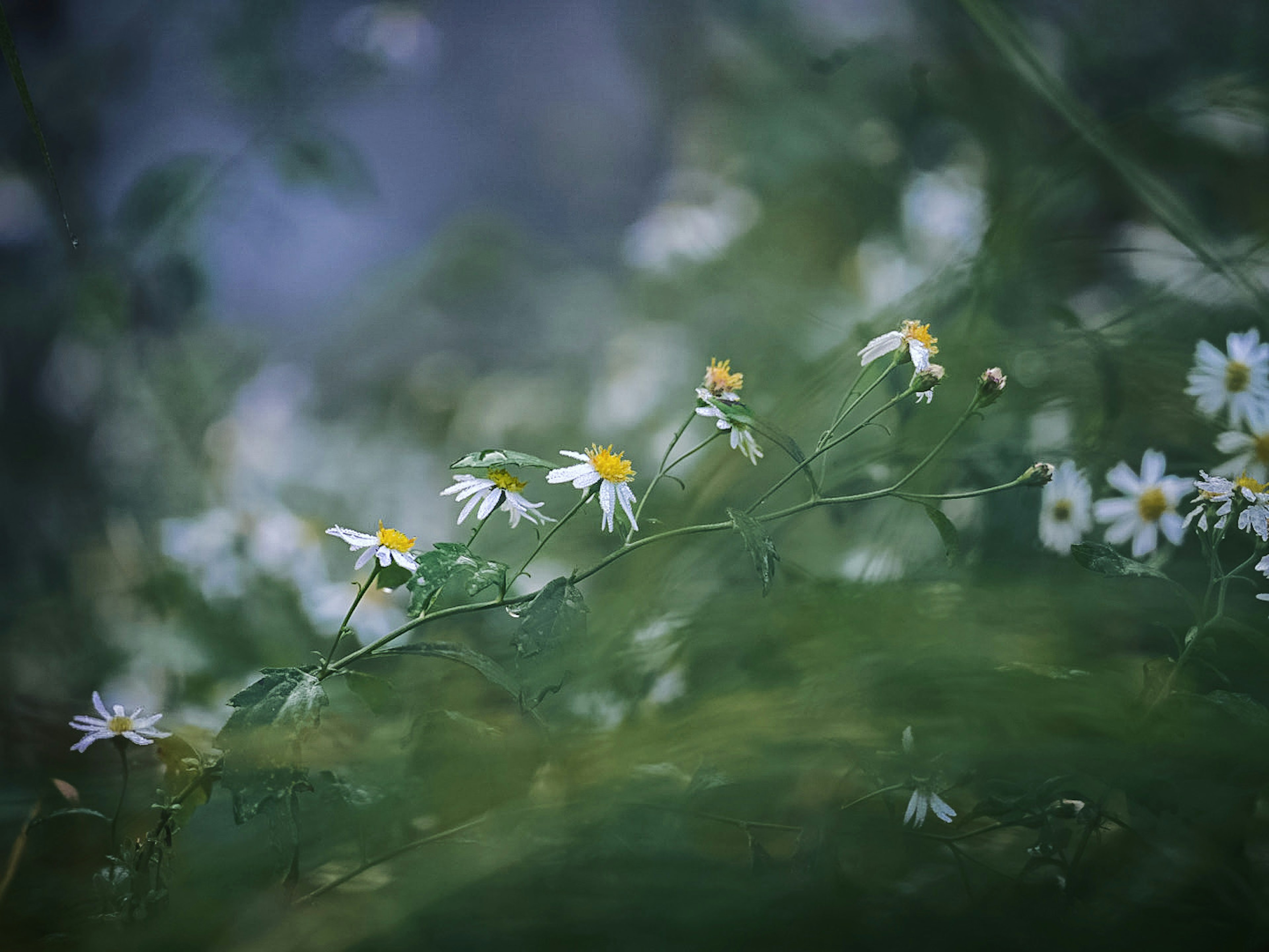 Field of white daisies with yellow centers against a soft blue background