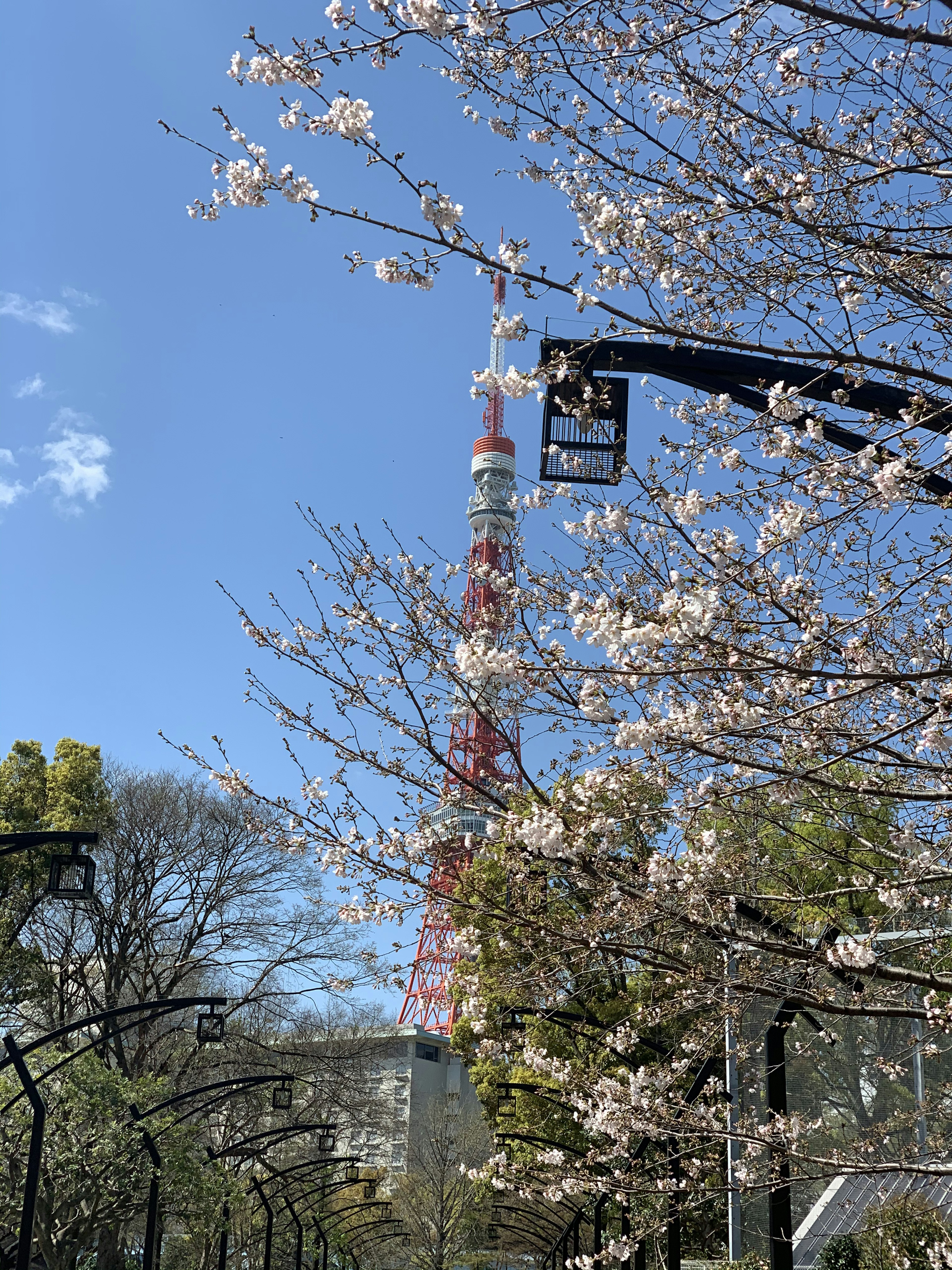 Tour de Tokyo entourée de cerisiers sous un ciel bleu