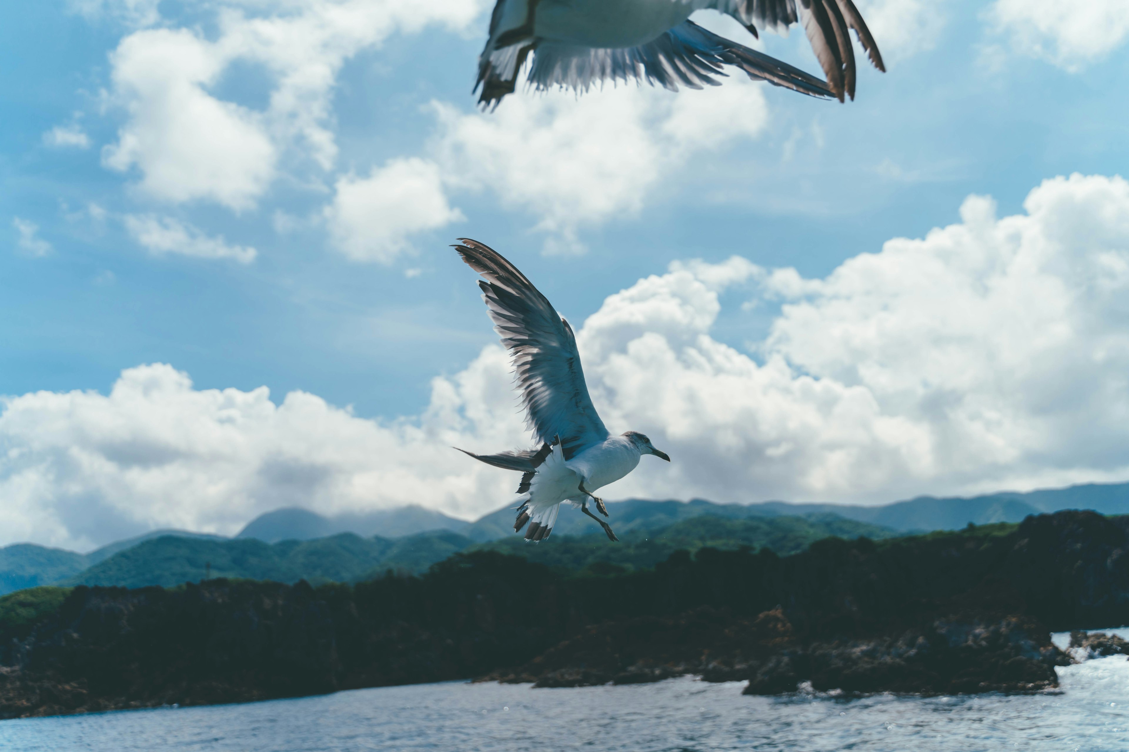 Dua burung terbang di bawah langit biru dengan awan yang indah