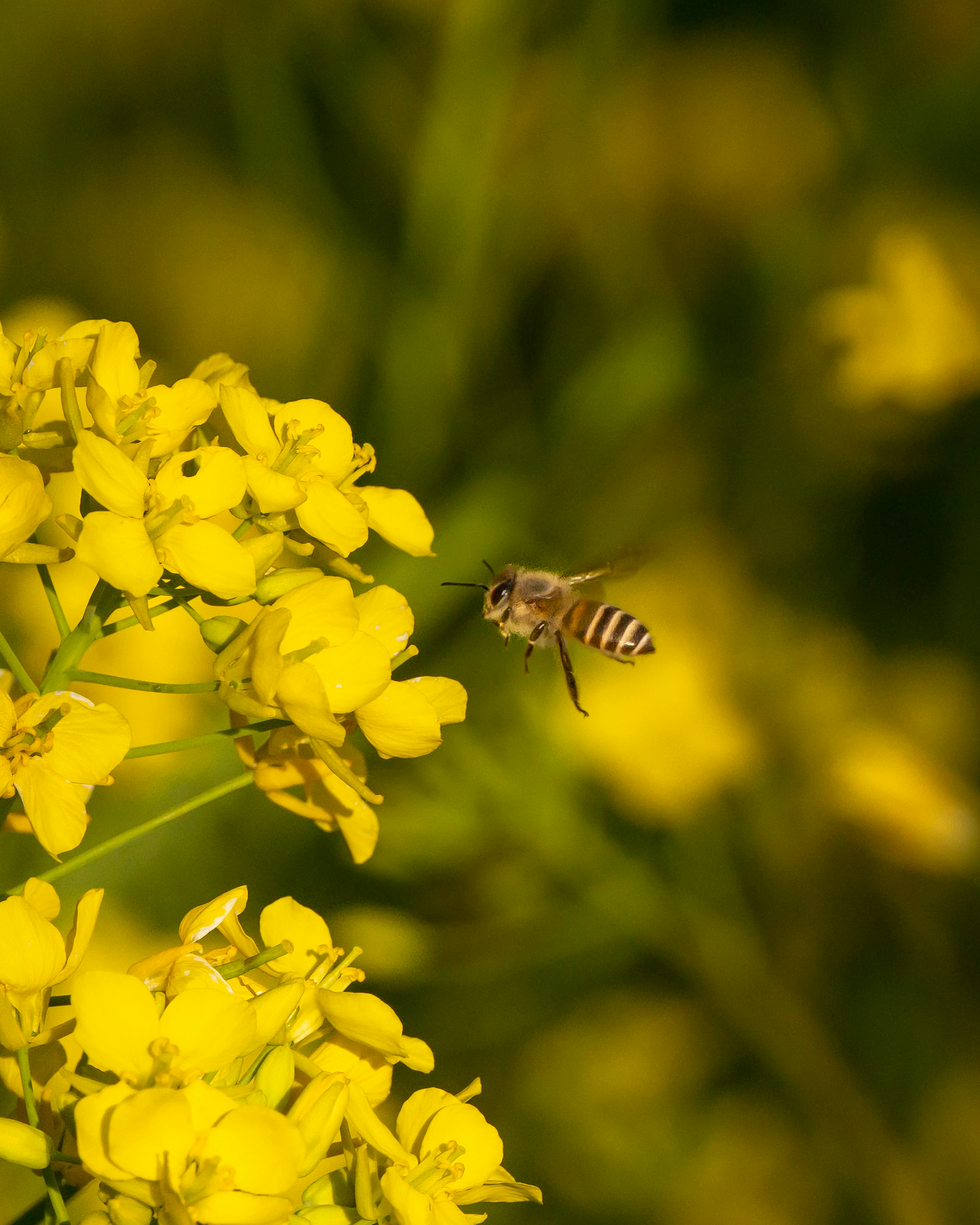 黄色い花と蜜蜂が飛んでいる風景