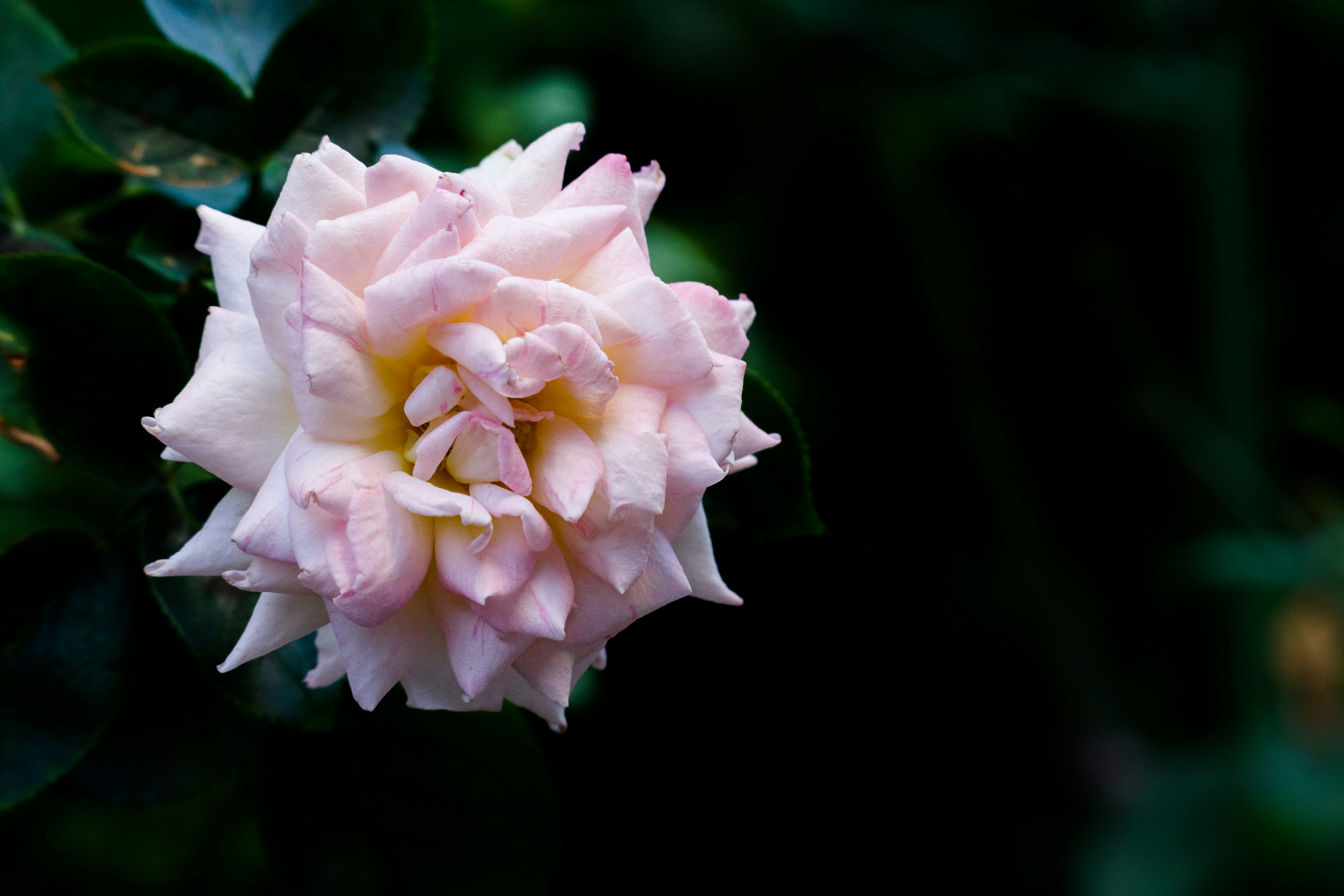 A pale pink rose flower stands out against a dark green background