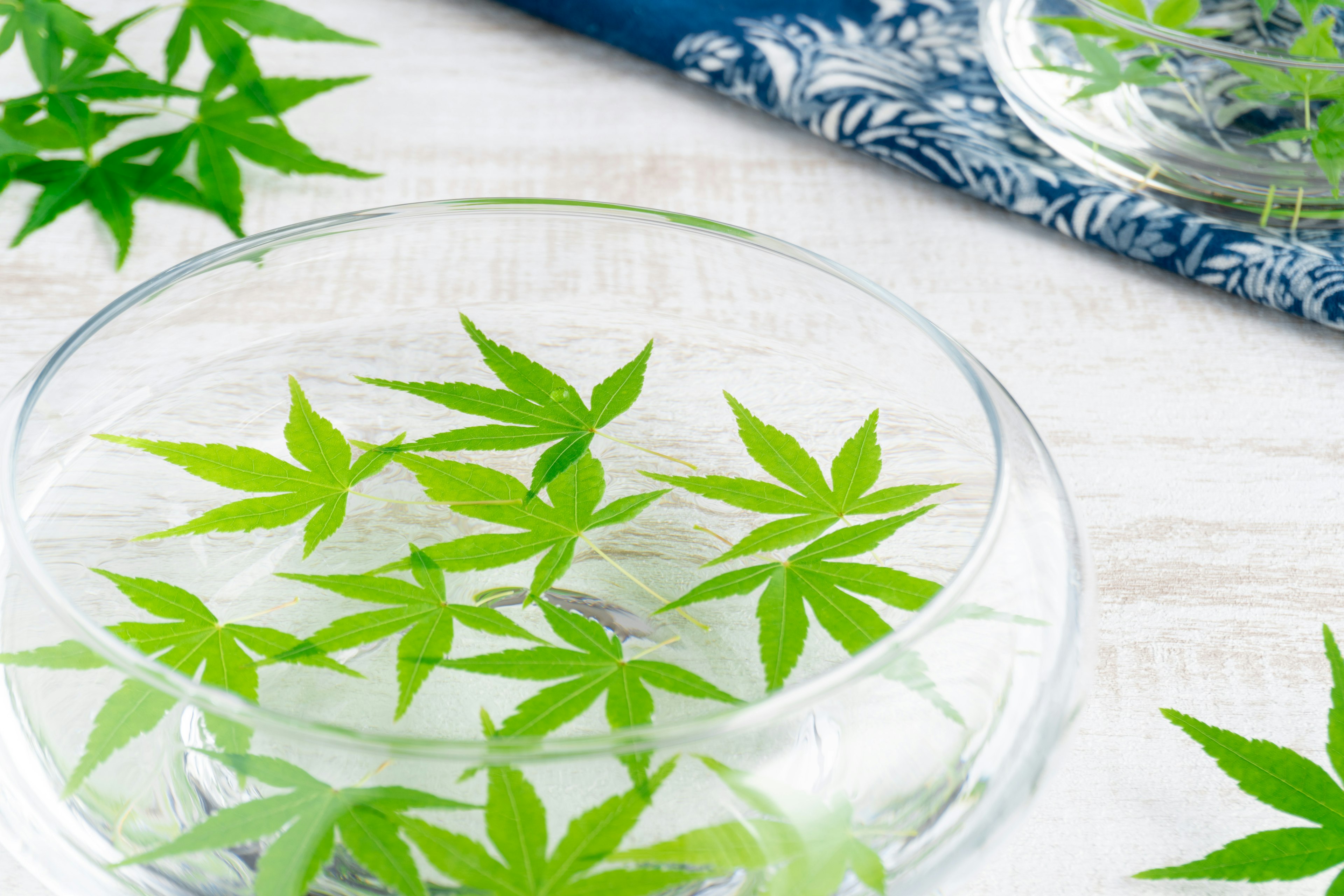 Green maple leaves floating in a clear dish