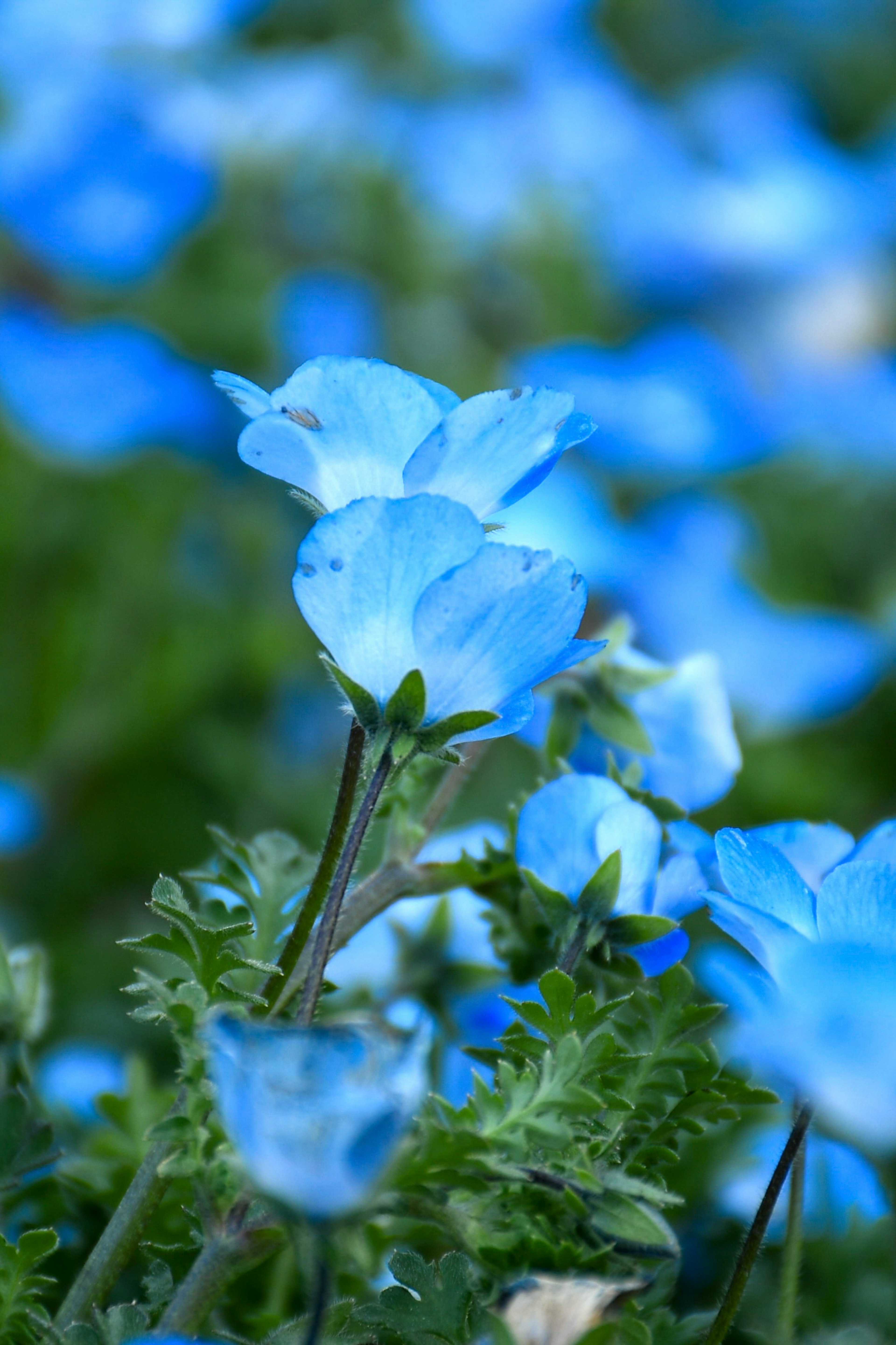 青い花が咲いている緑の草原の近くの画像