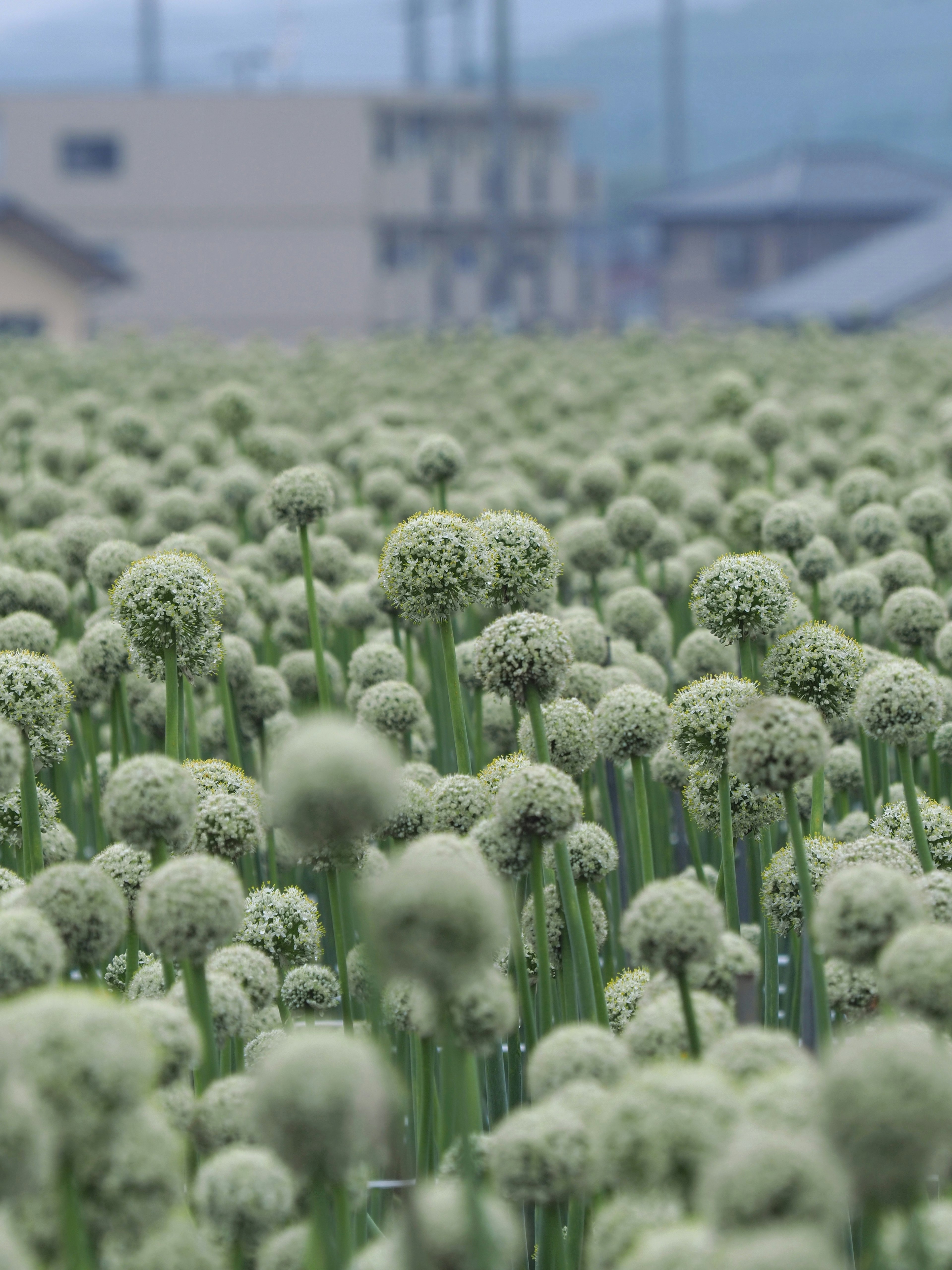 緑色の球状の花が咲く大きな畑の風景