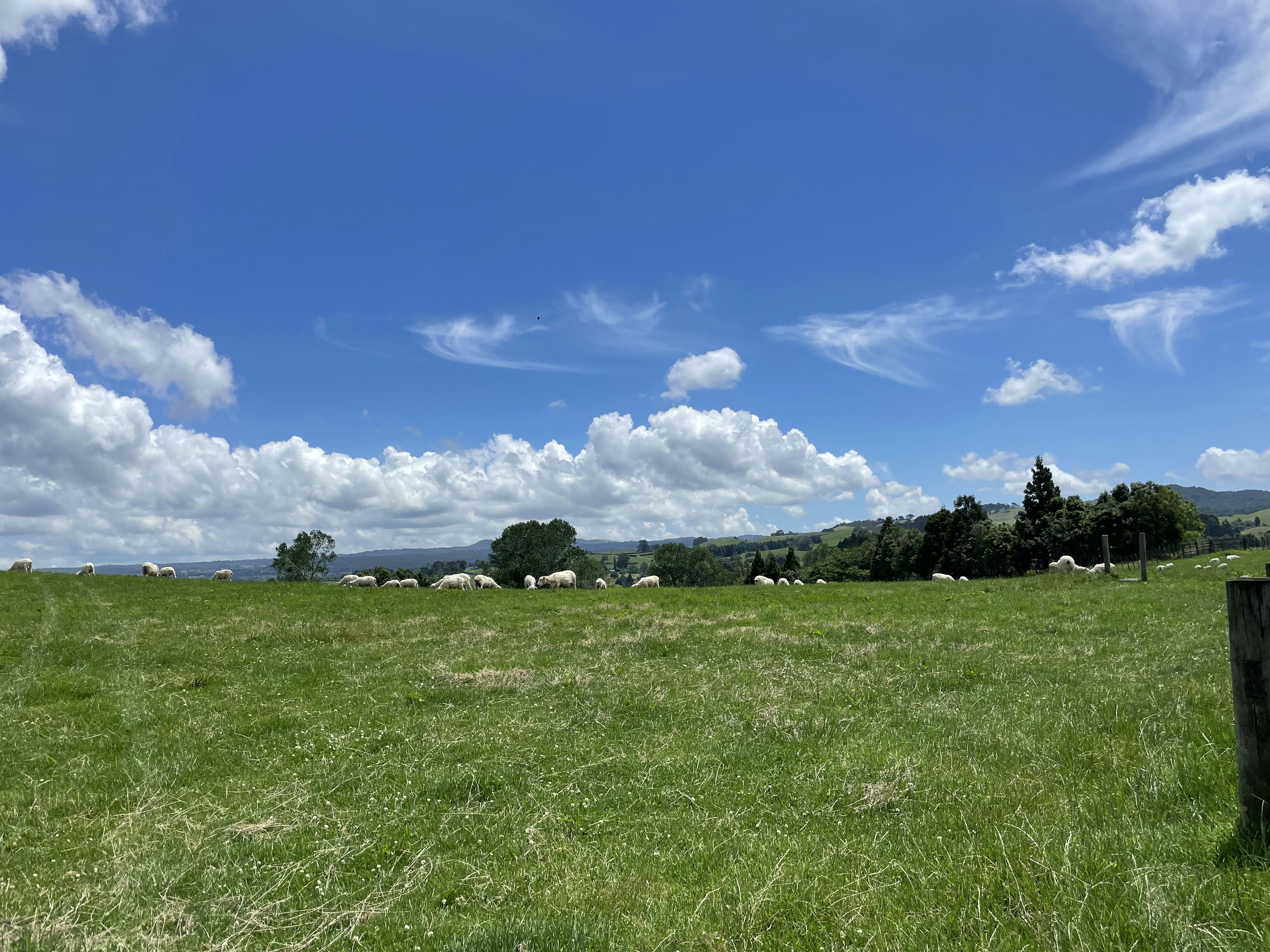 A landscape featuring a green field under a blue sky with white clouds and scattered sheep