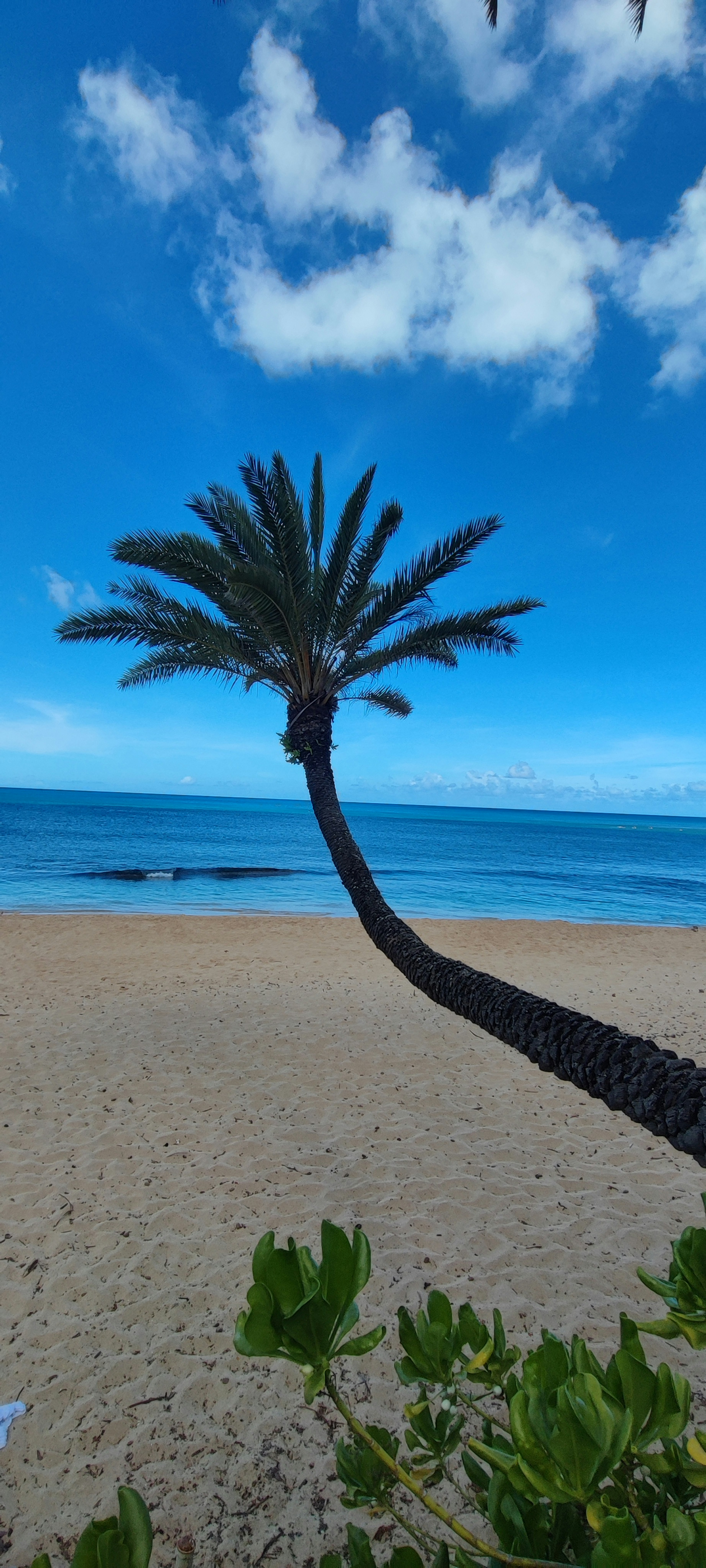 Una palmera inclinada sobre una playa de arena con un océano y un cielo azul