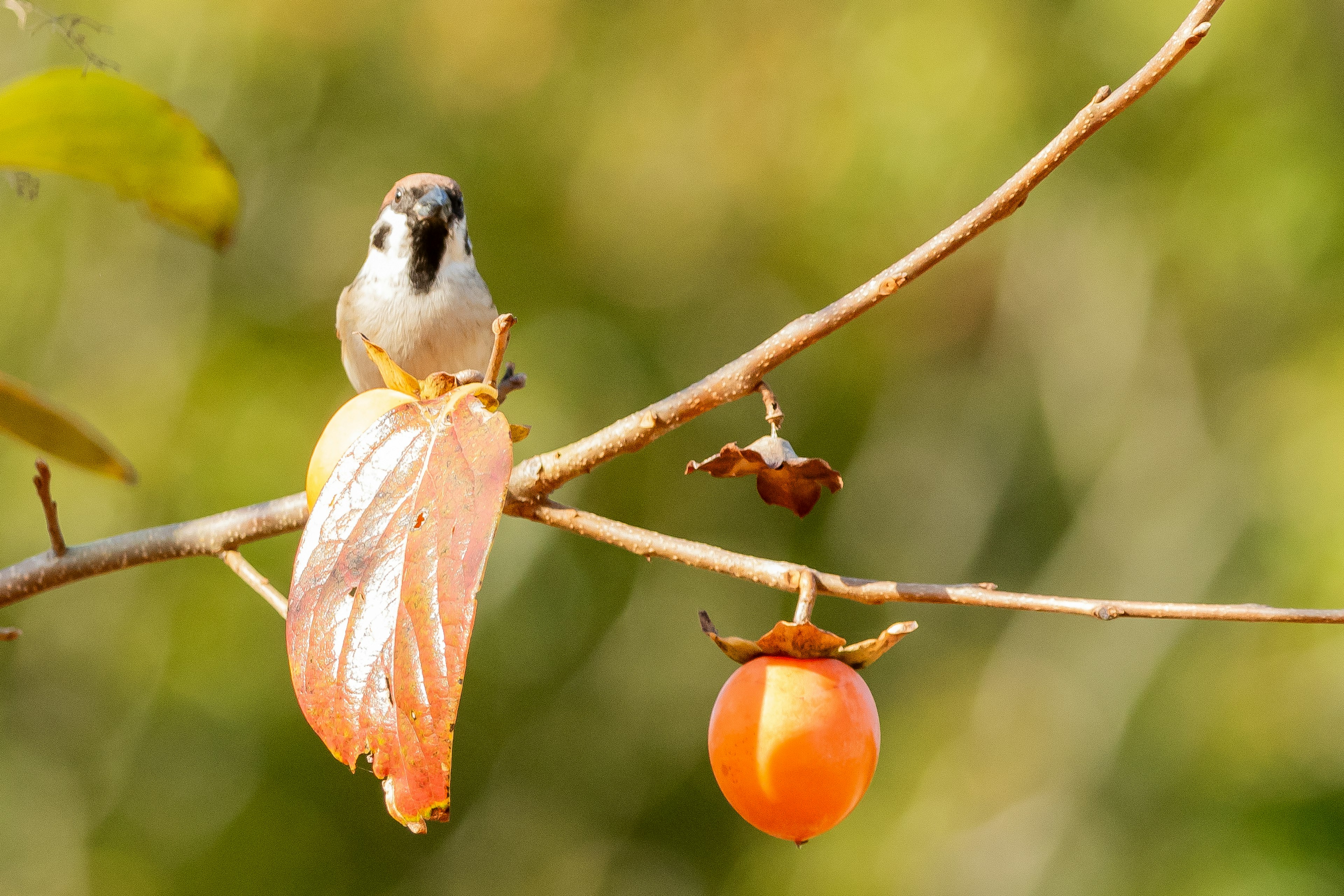 Un uccellino posato su un ramo con frutta matura