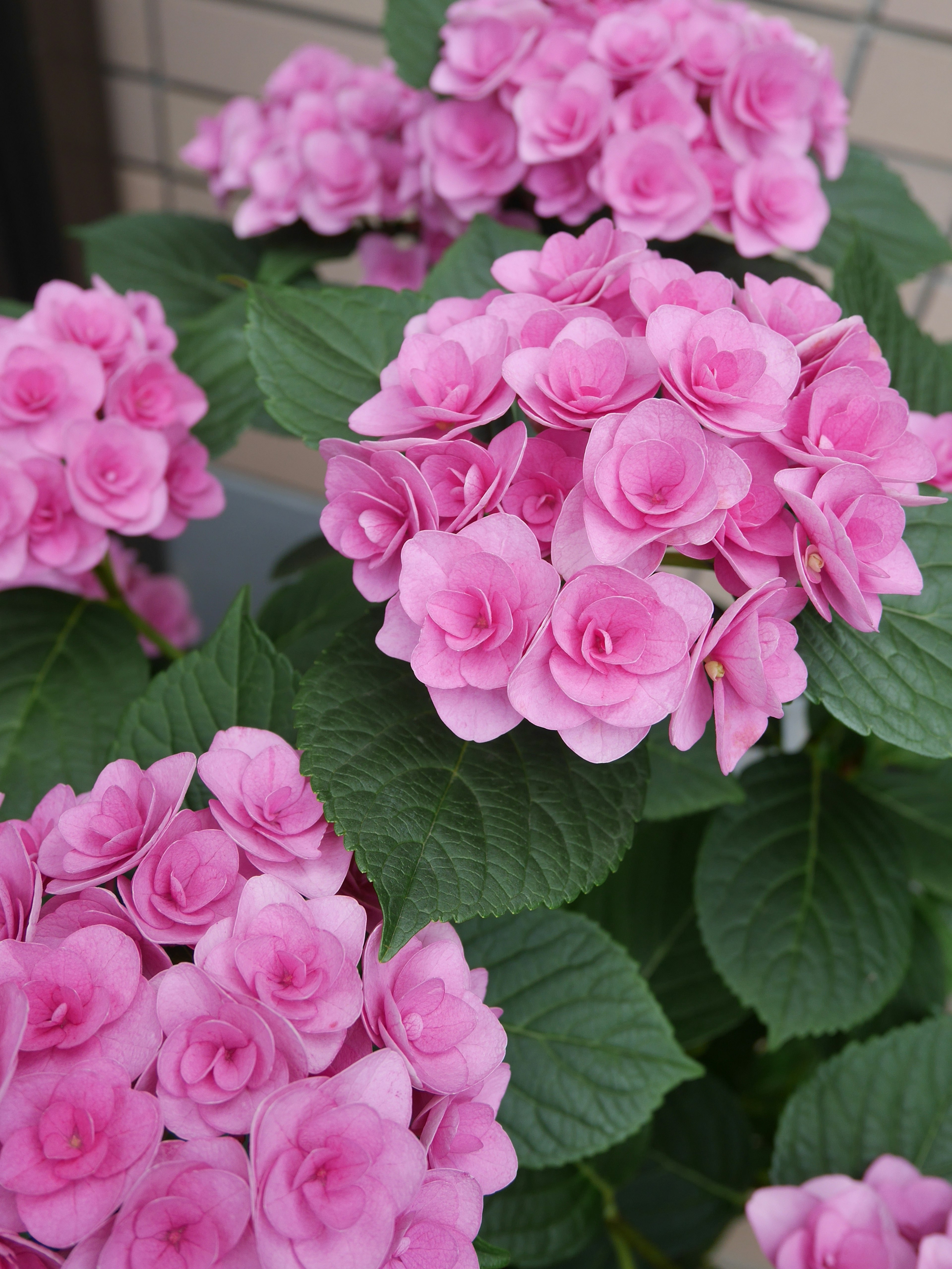 鮮やかなピンクの花を持つハイドランジアのクローズアップ