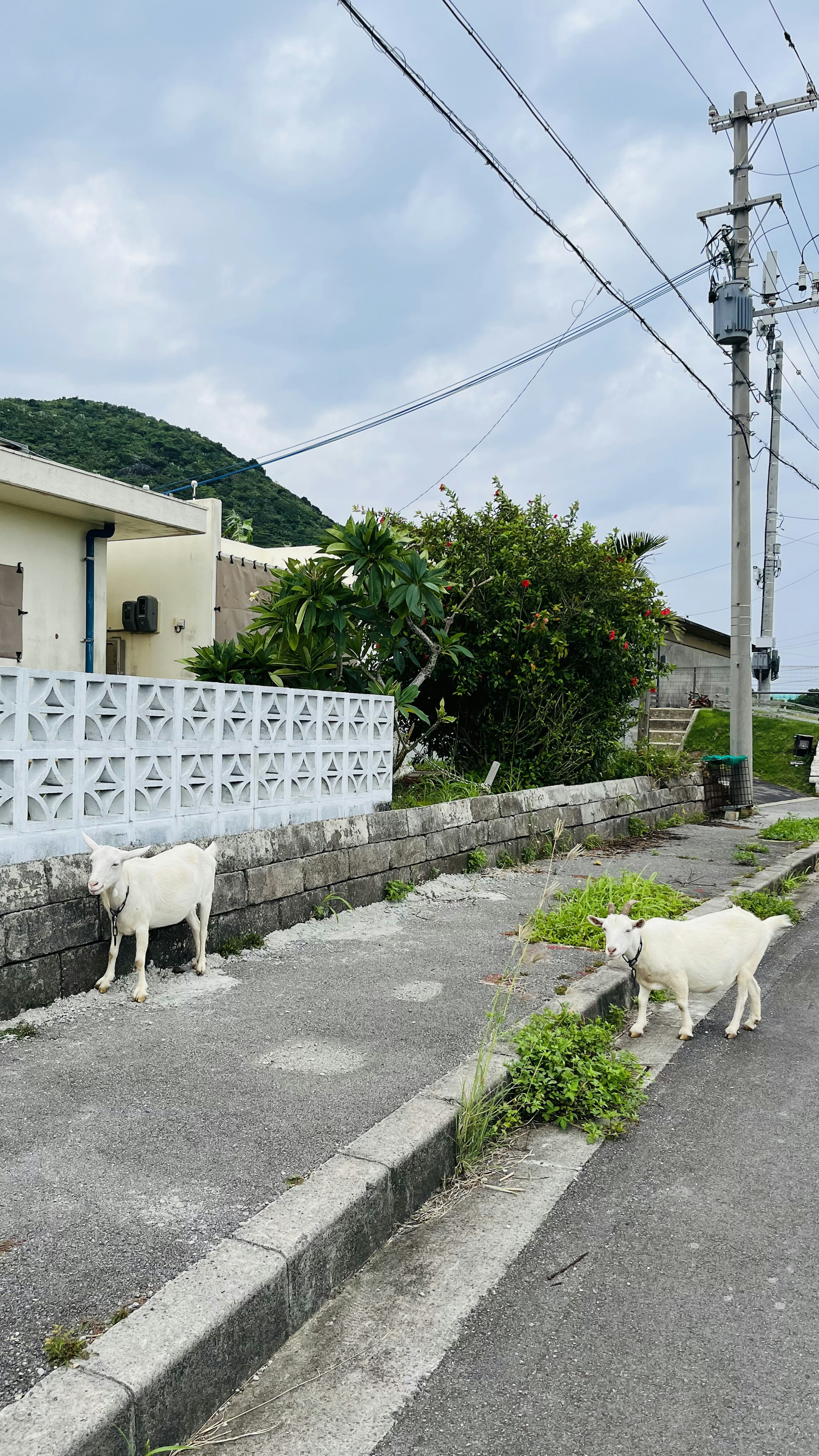 Two white goats grazing by the roadside near a house