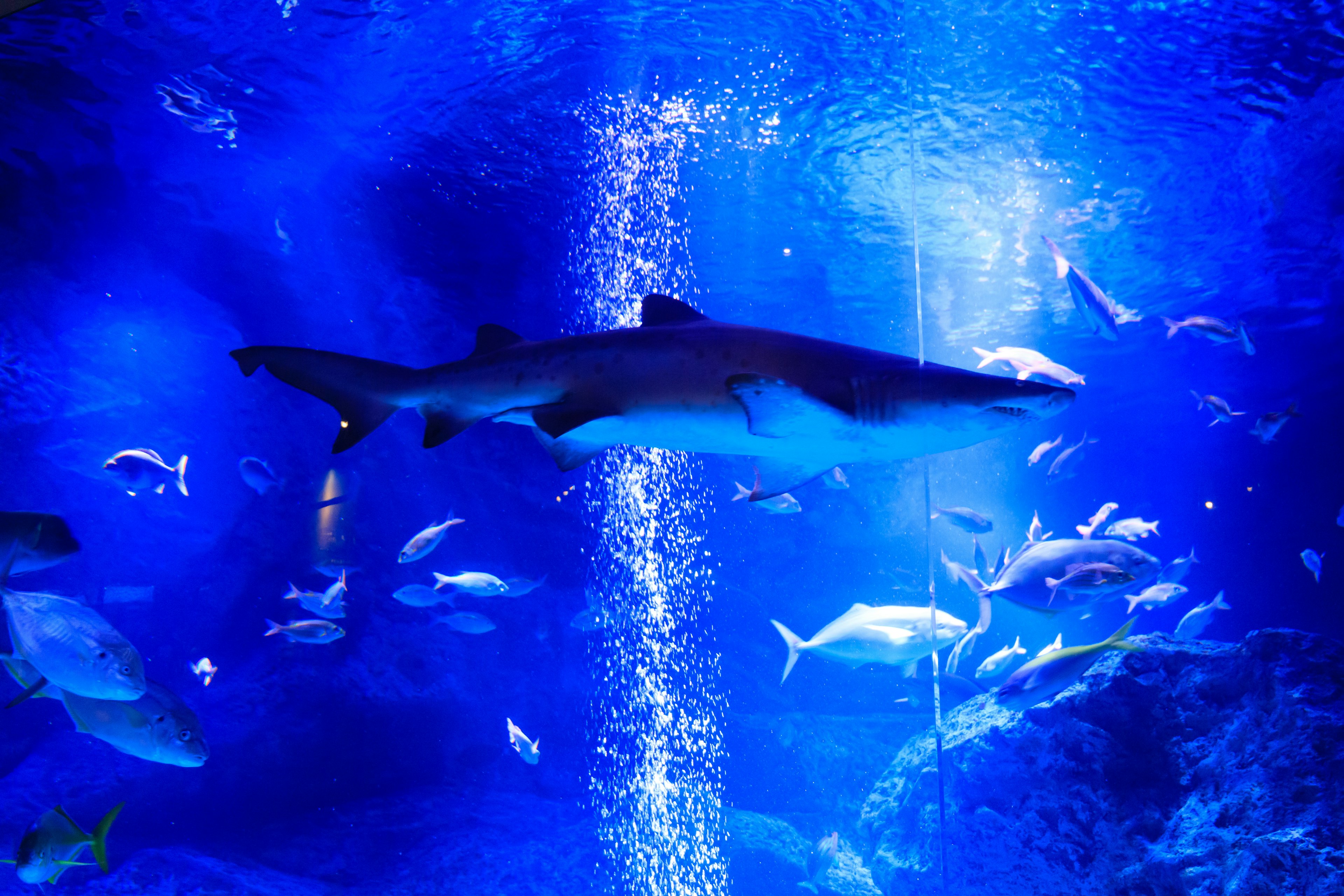 Ein Hai schwimmt in blauem Wasser mit verschiedenen Fischen um ihn herum