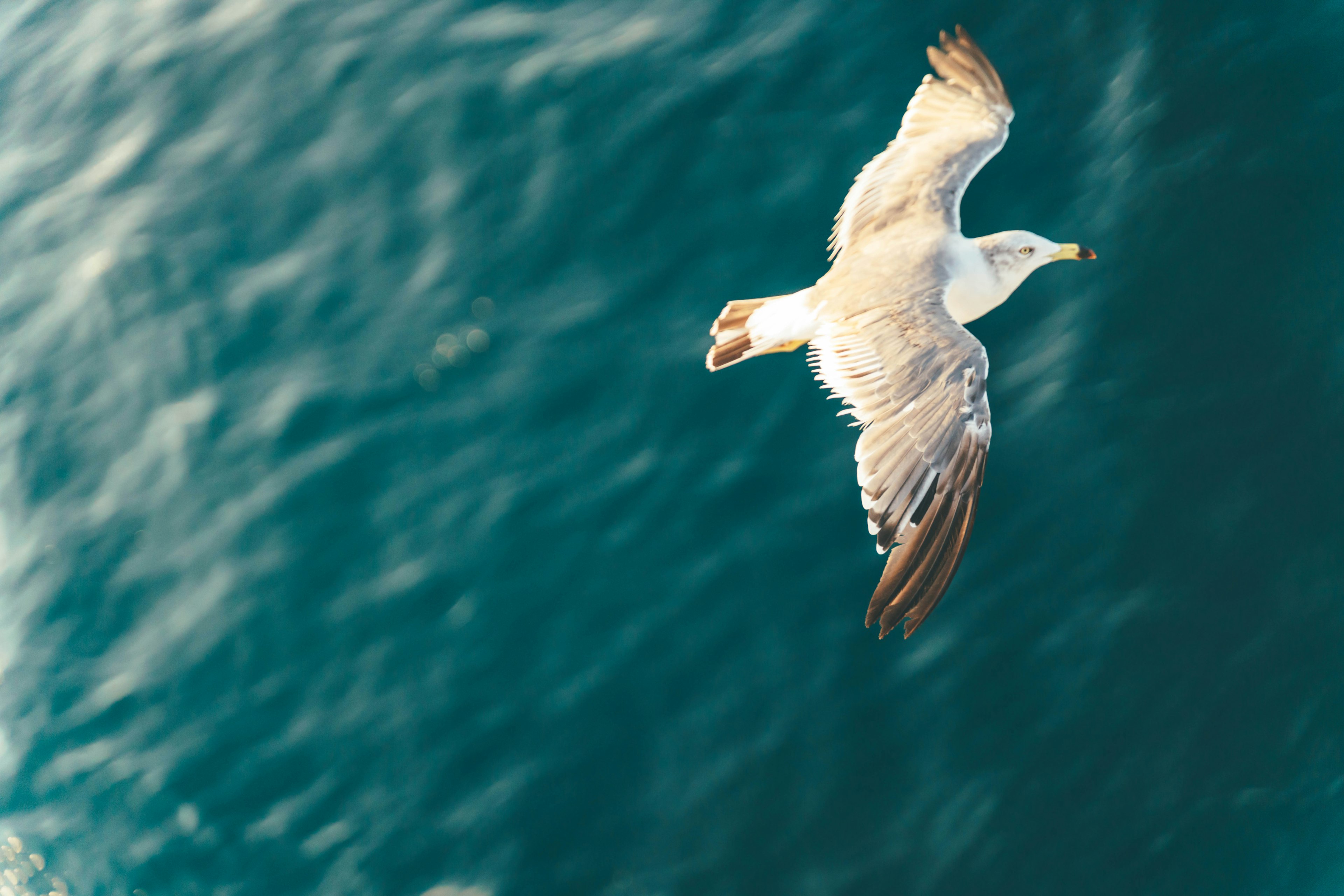 Möwe, die über dem Ozean aus der Vogelperspektive fliegt