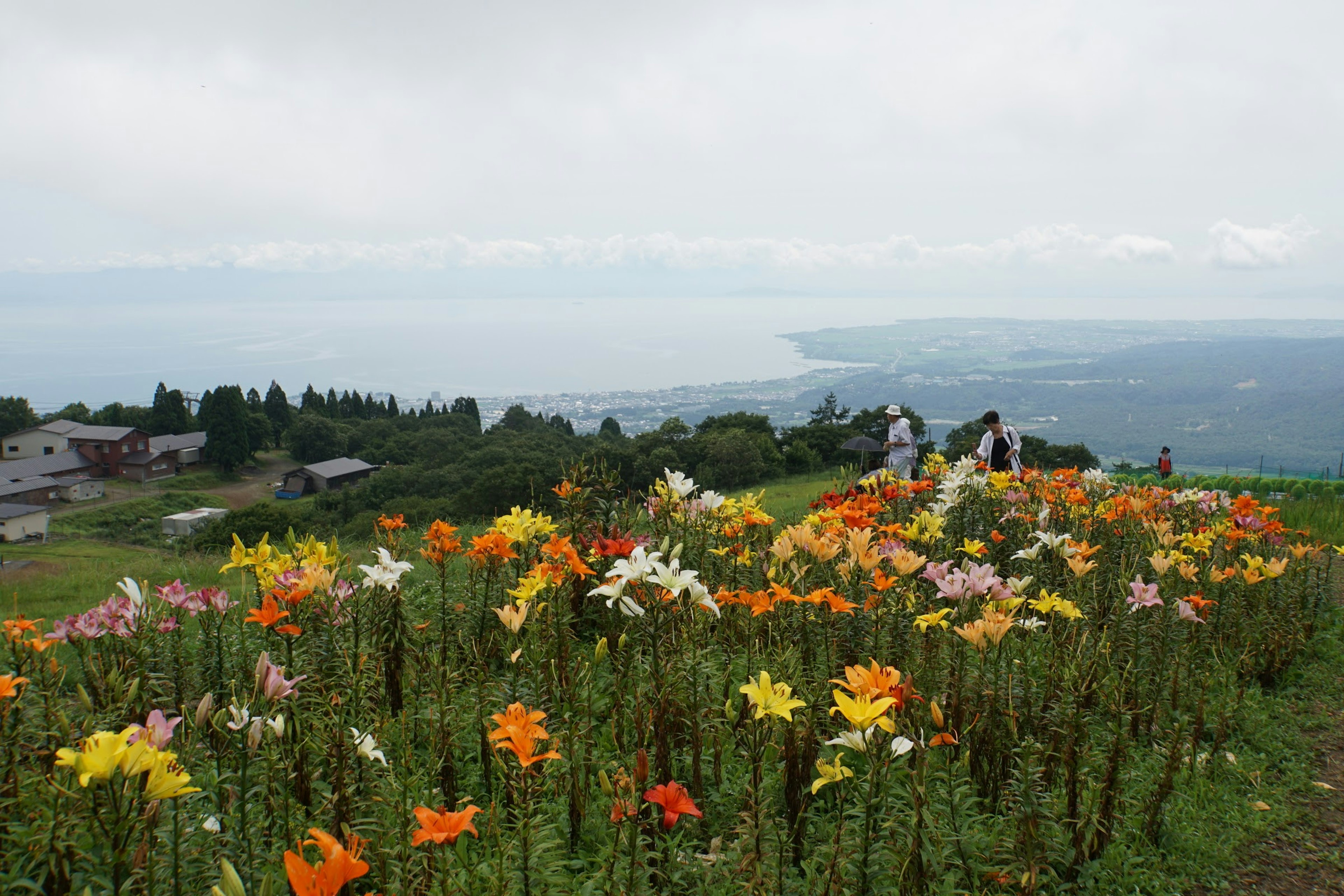 Bunte Blumen in voller Blüte mit Blick auf das Meer