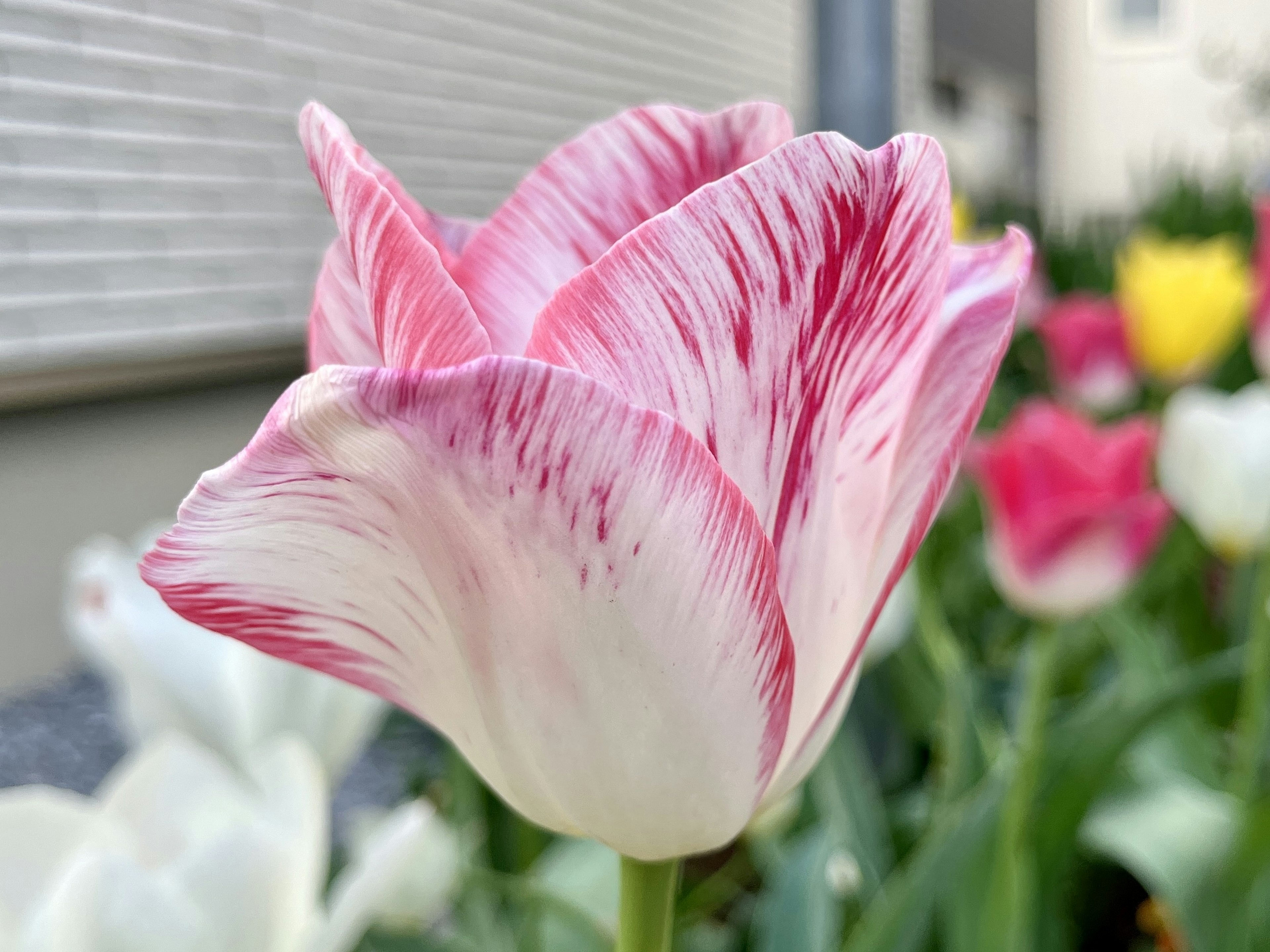 美しいピンクと白のチューリップの花が咲いている