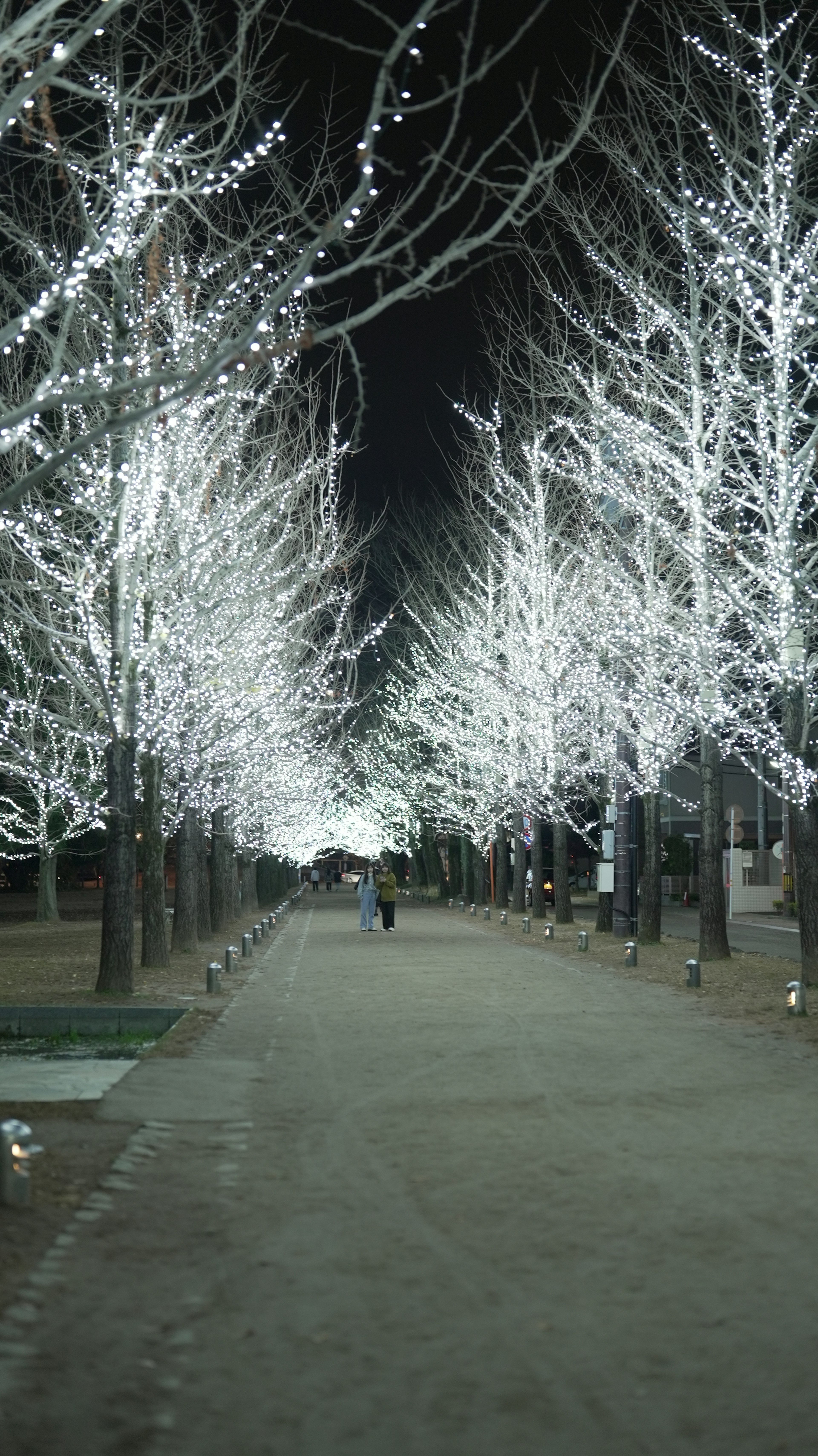 白く光る木々が並ぶ夜の歩道