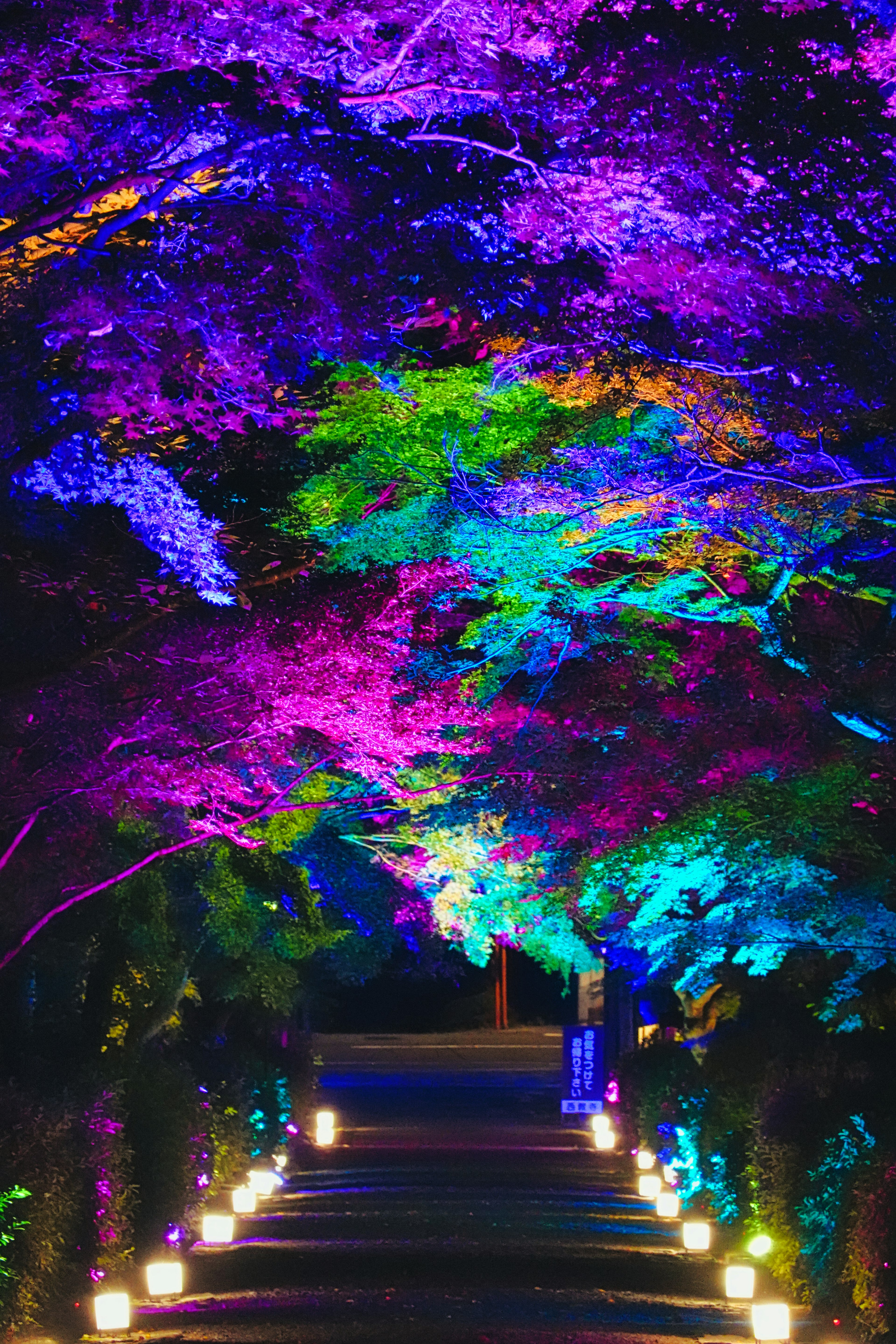 Luces coloridas iluminando un hermoso camino con un arco de árboles