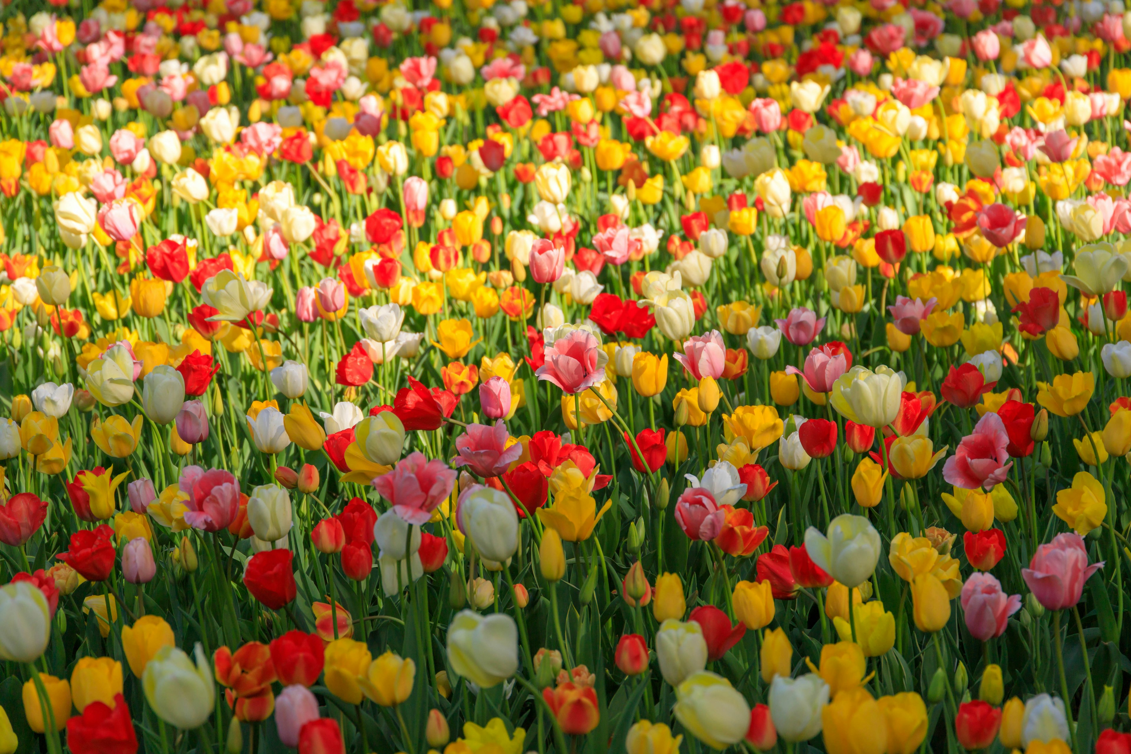 Un champ vibrant de tulipes en fleurs de différentes couleurs