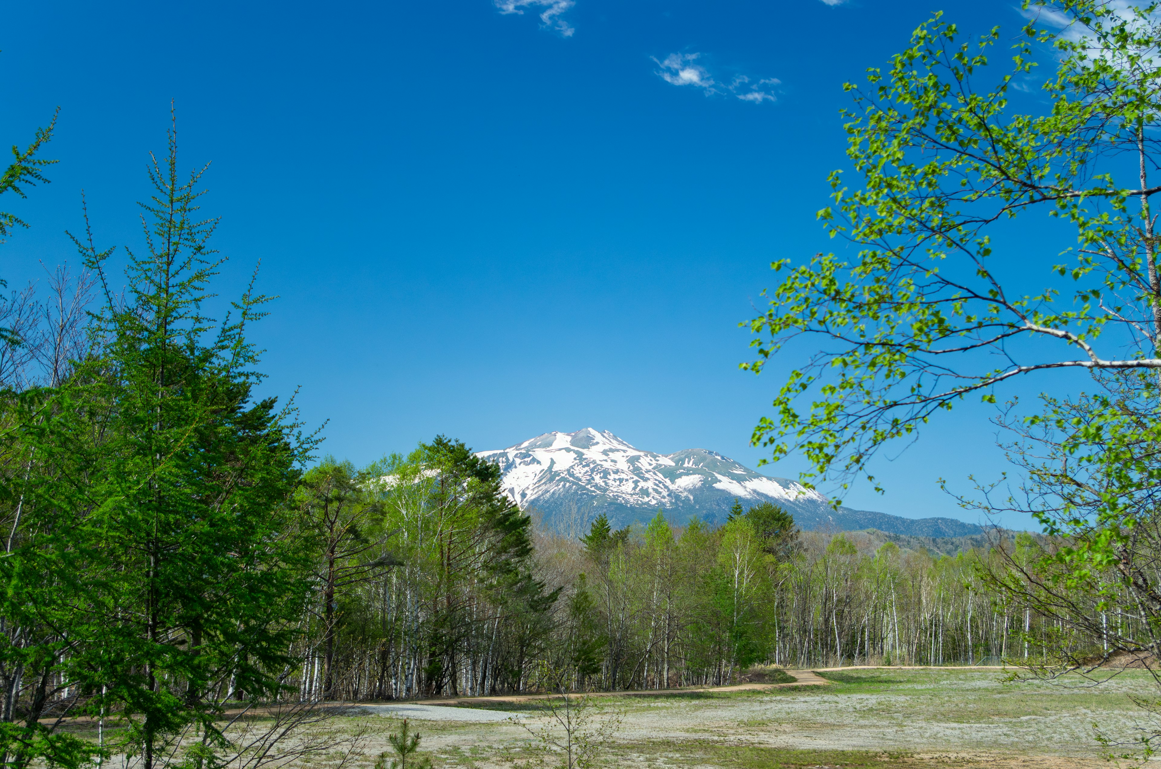 Mont enneigé sous un ciel bleu avec des arbres verts