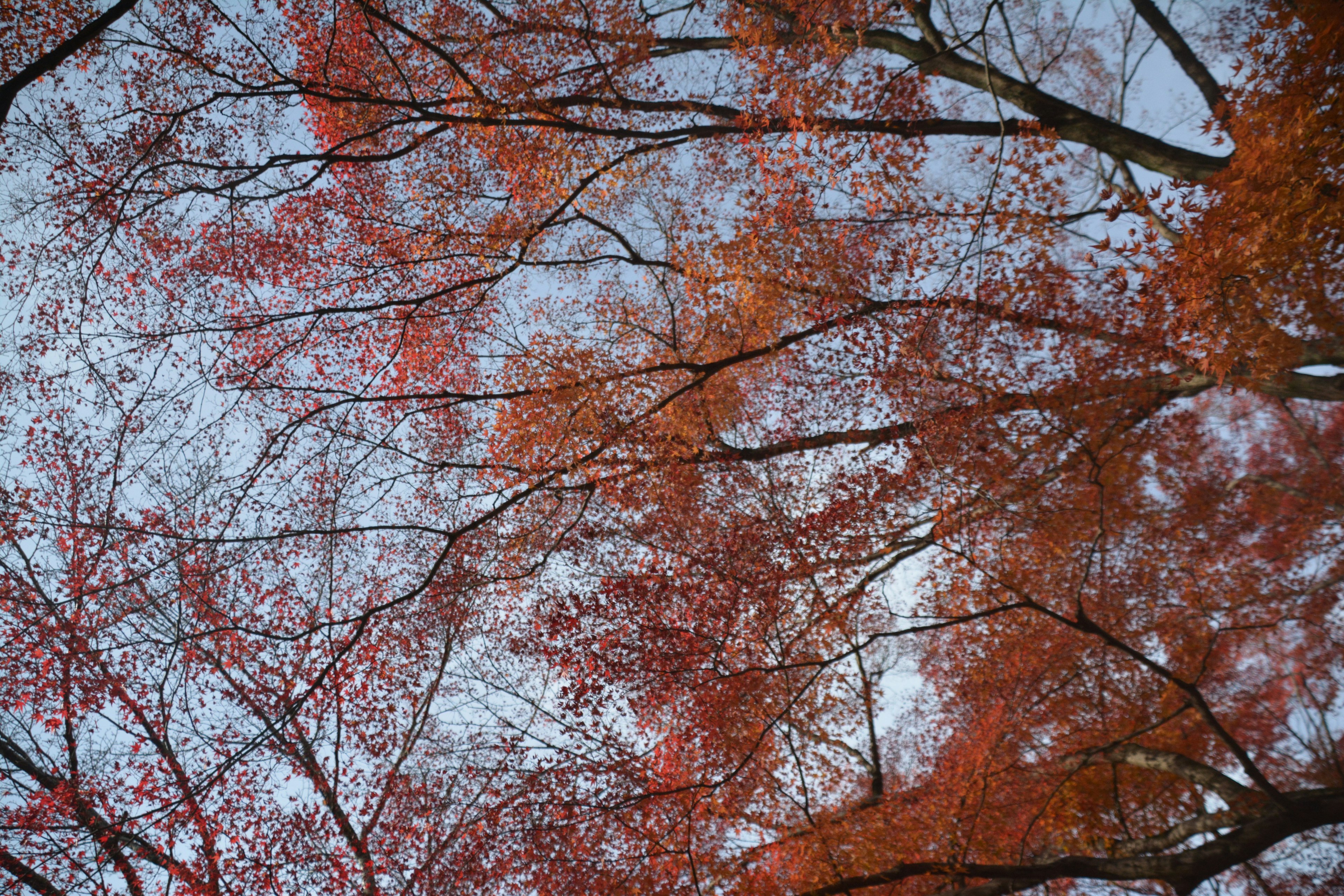 秋季紅葉樹枝與藍天背景