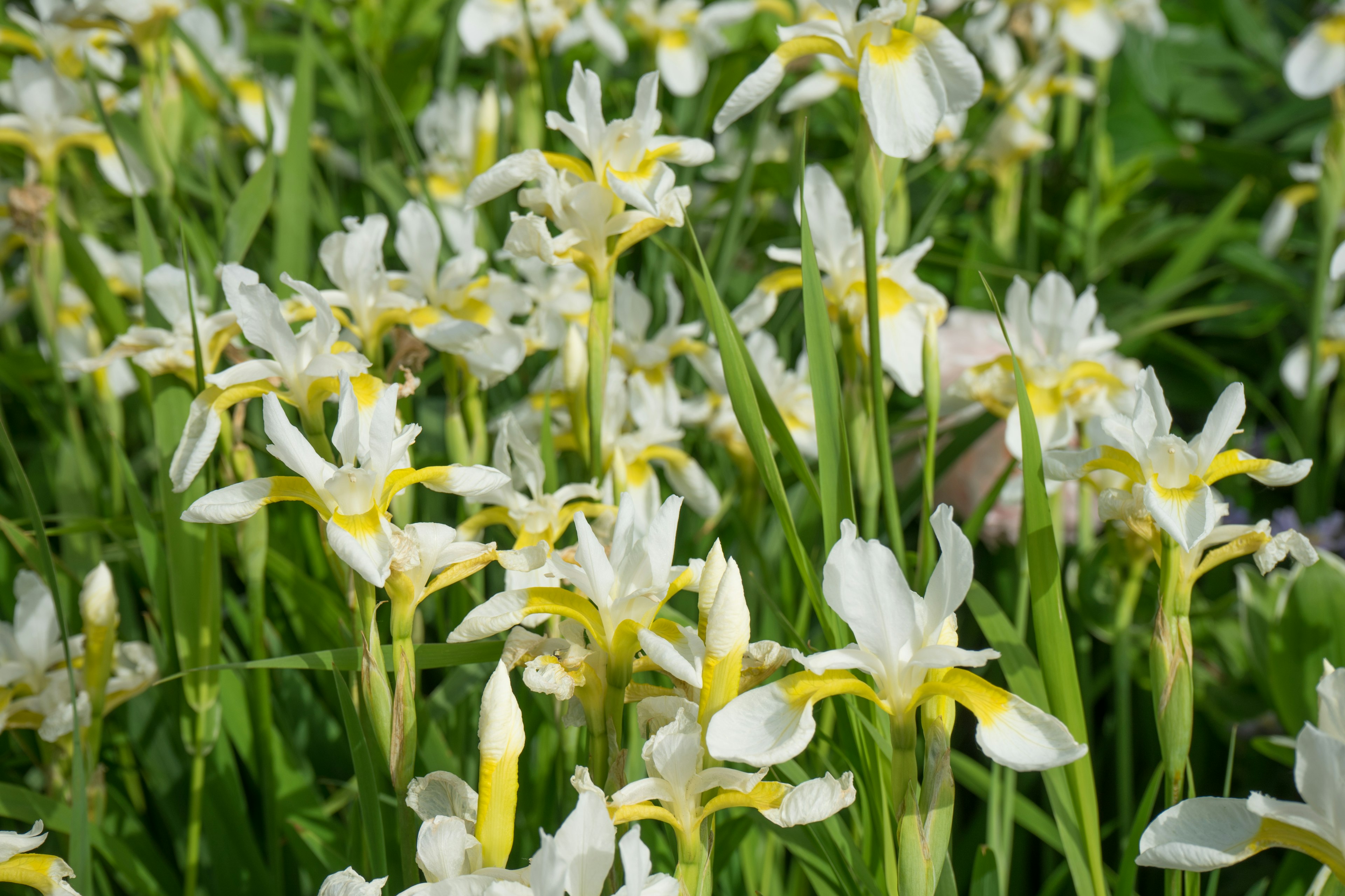 A beautiful garden scene filled with white flowers and green leaves