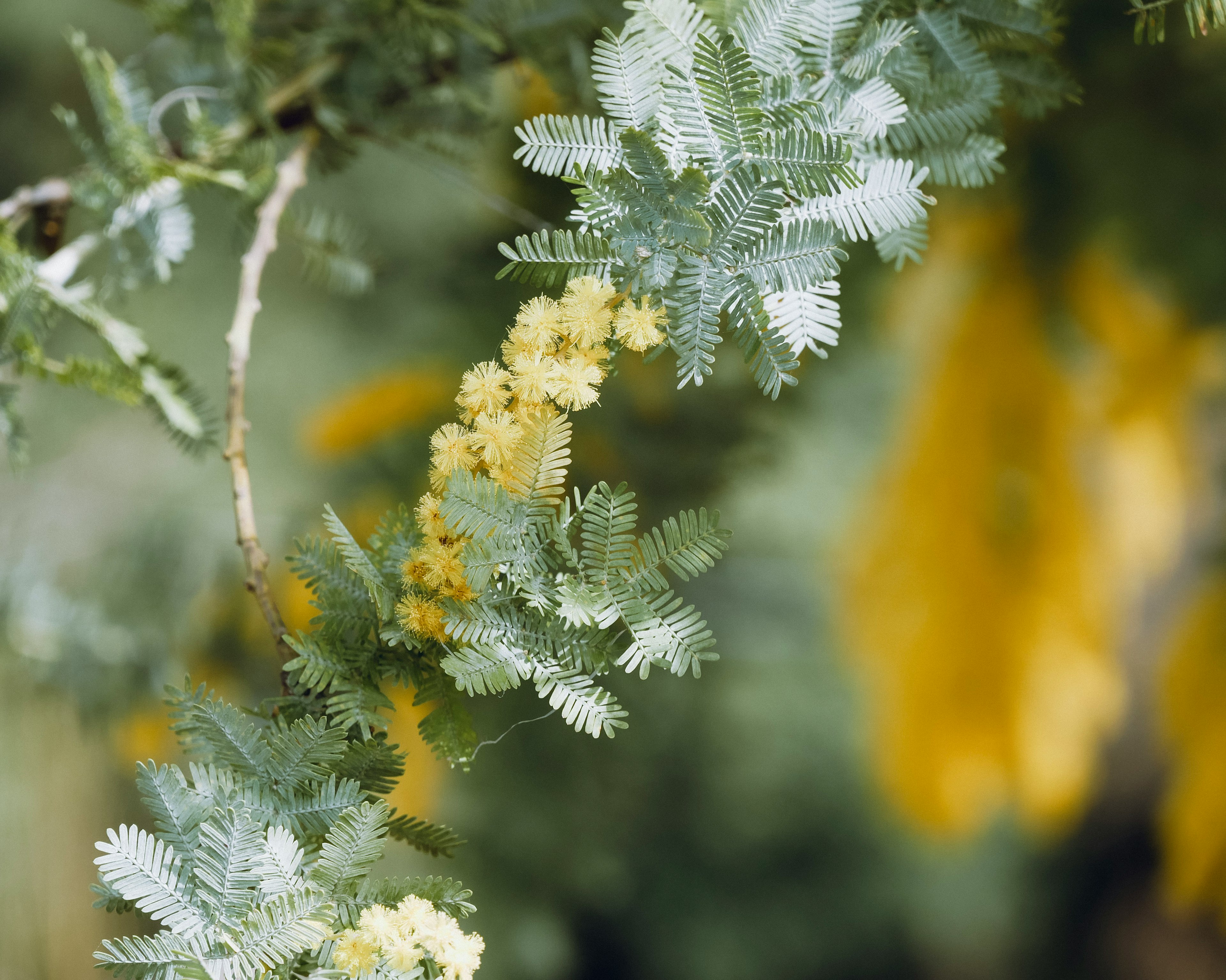 Nahaufnahme eines Zweigs mit gelben Blumen und grünen Blättern