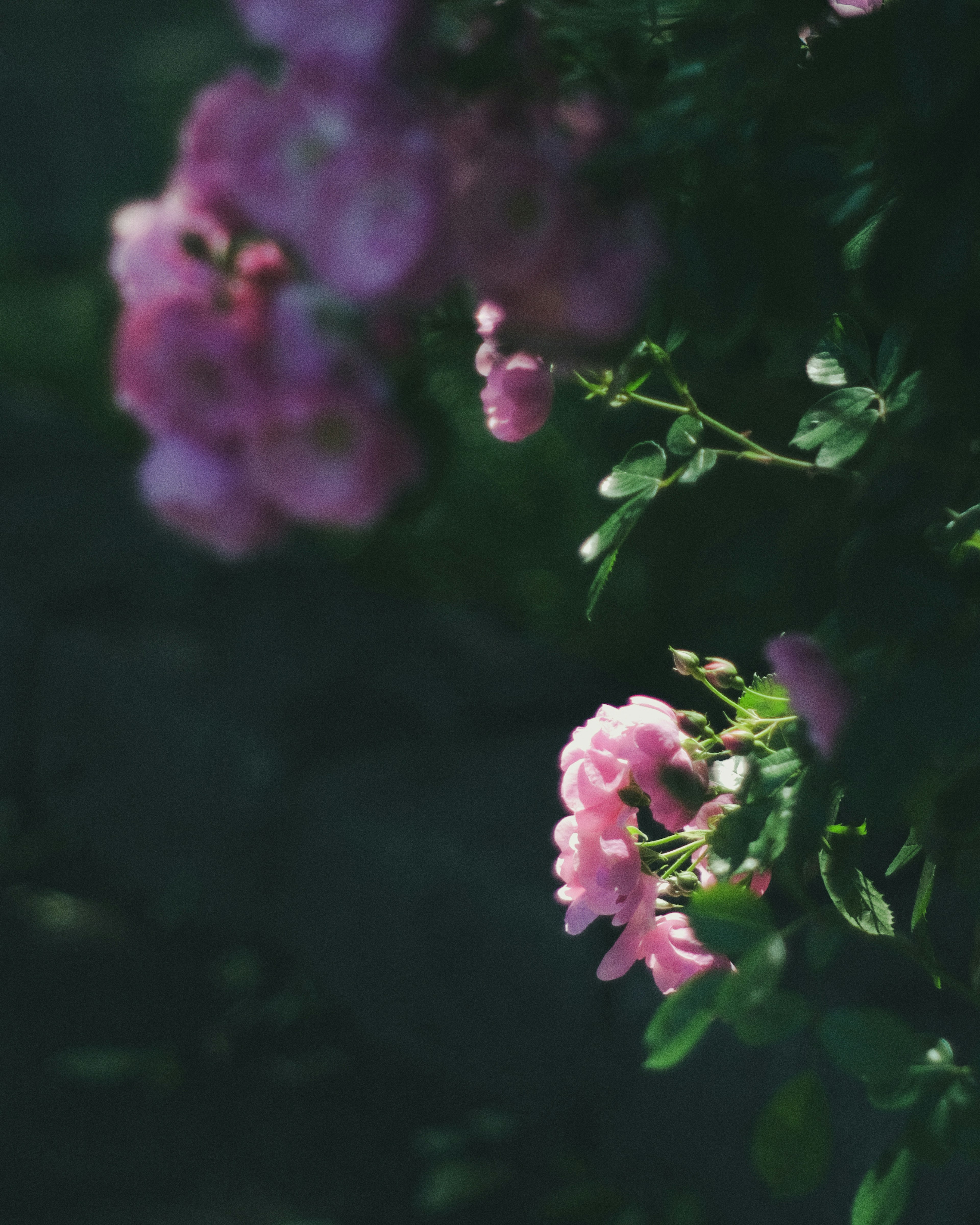 Delicate pink flowers among lush green foliage