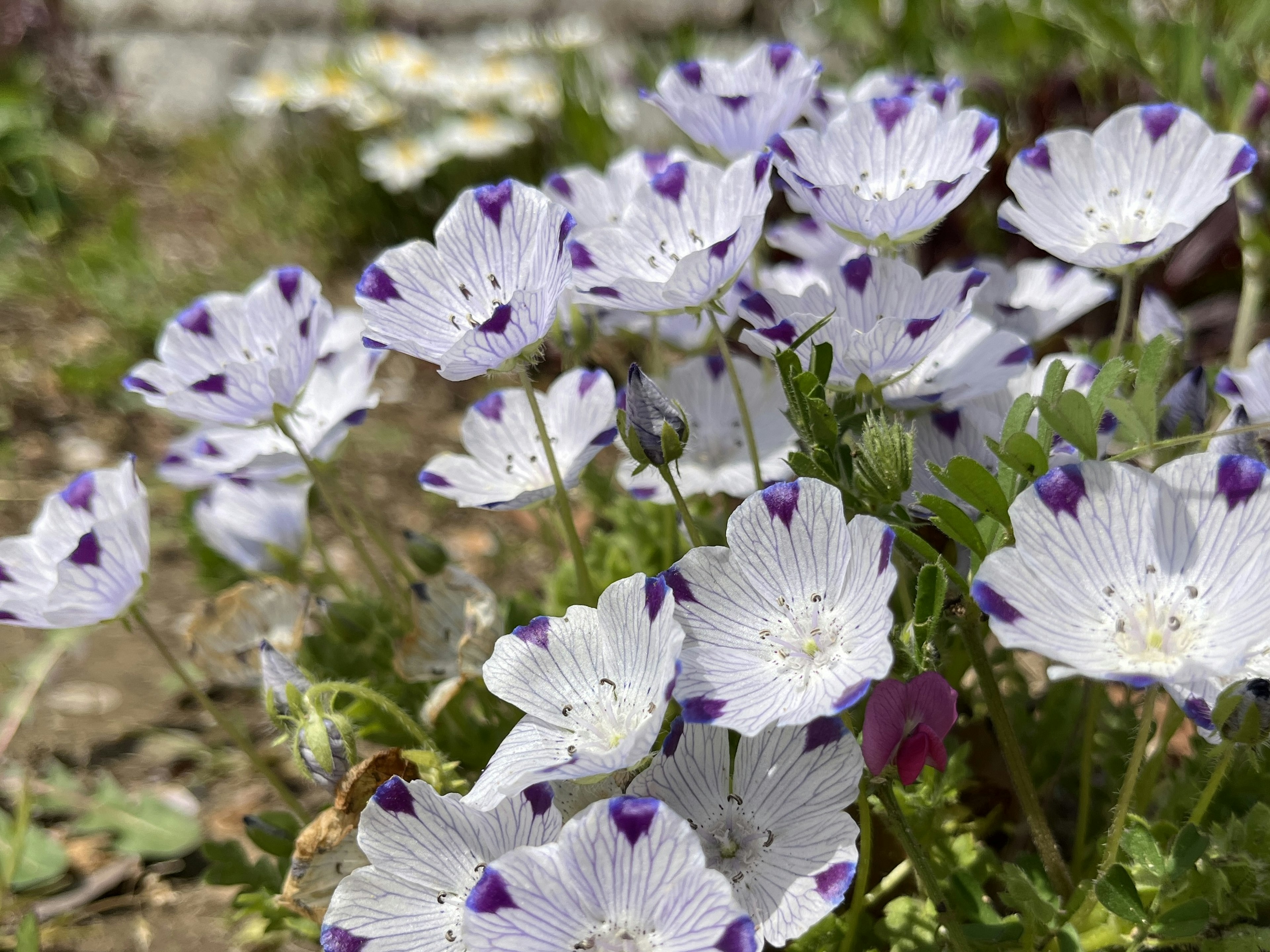 A cluster of white flowers with purple markings in a garden setting