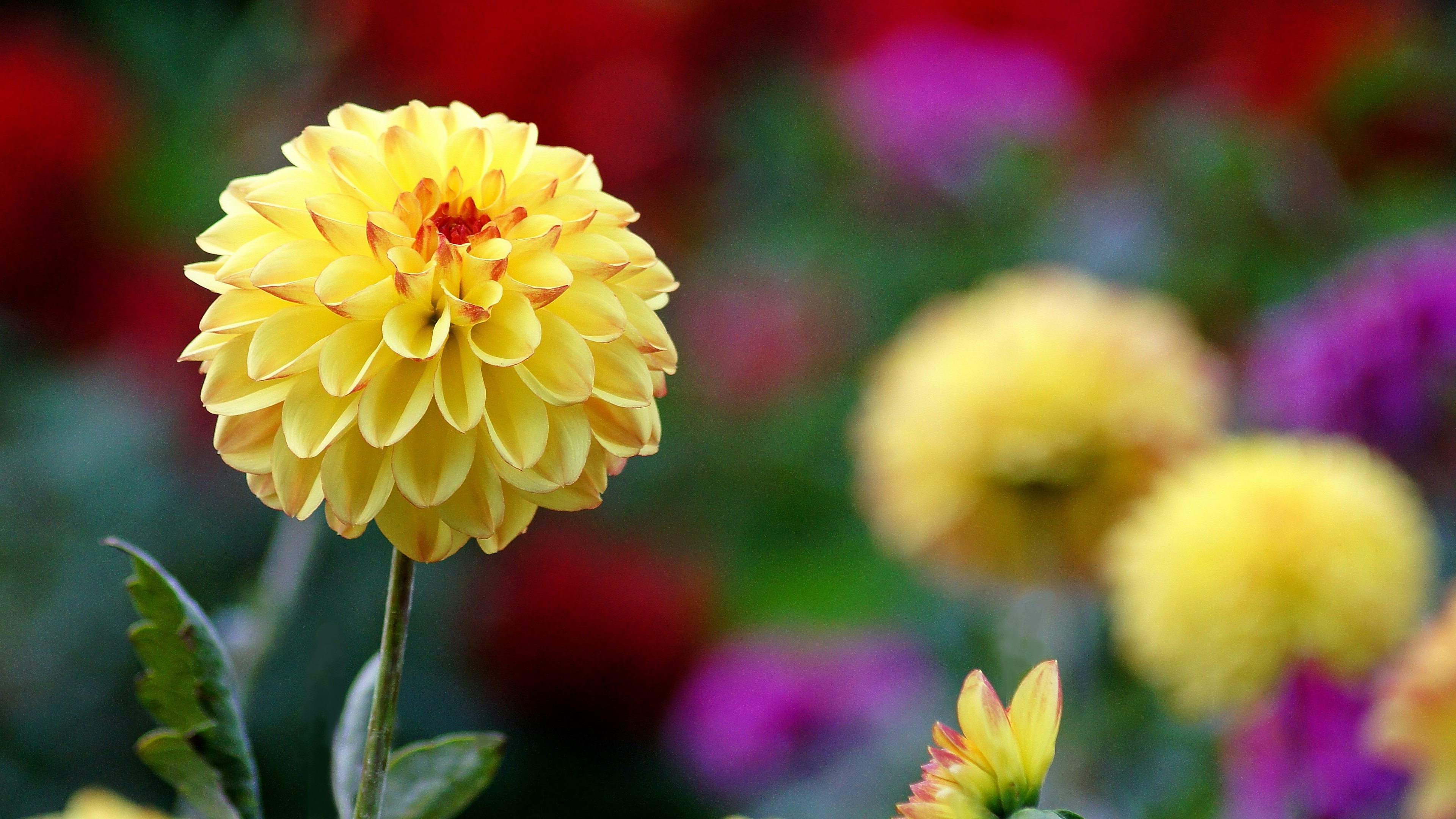 Bunga dahlia kuning cerah mekar di antara bunga berwarna-warni di latar belakang