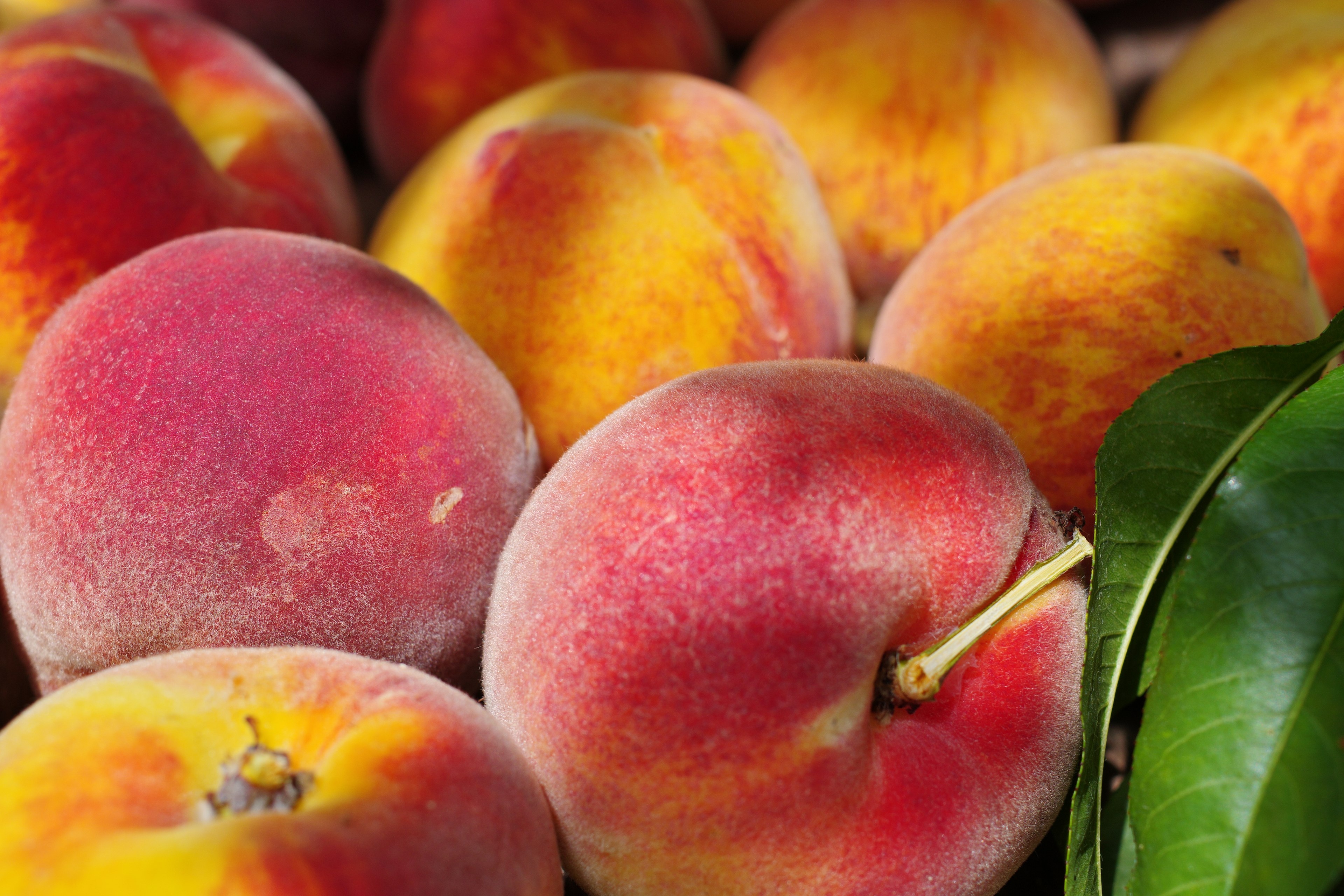 A vibrant display of peaches with red and yellow hues and green leaves