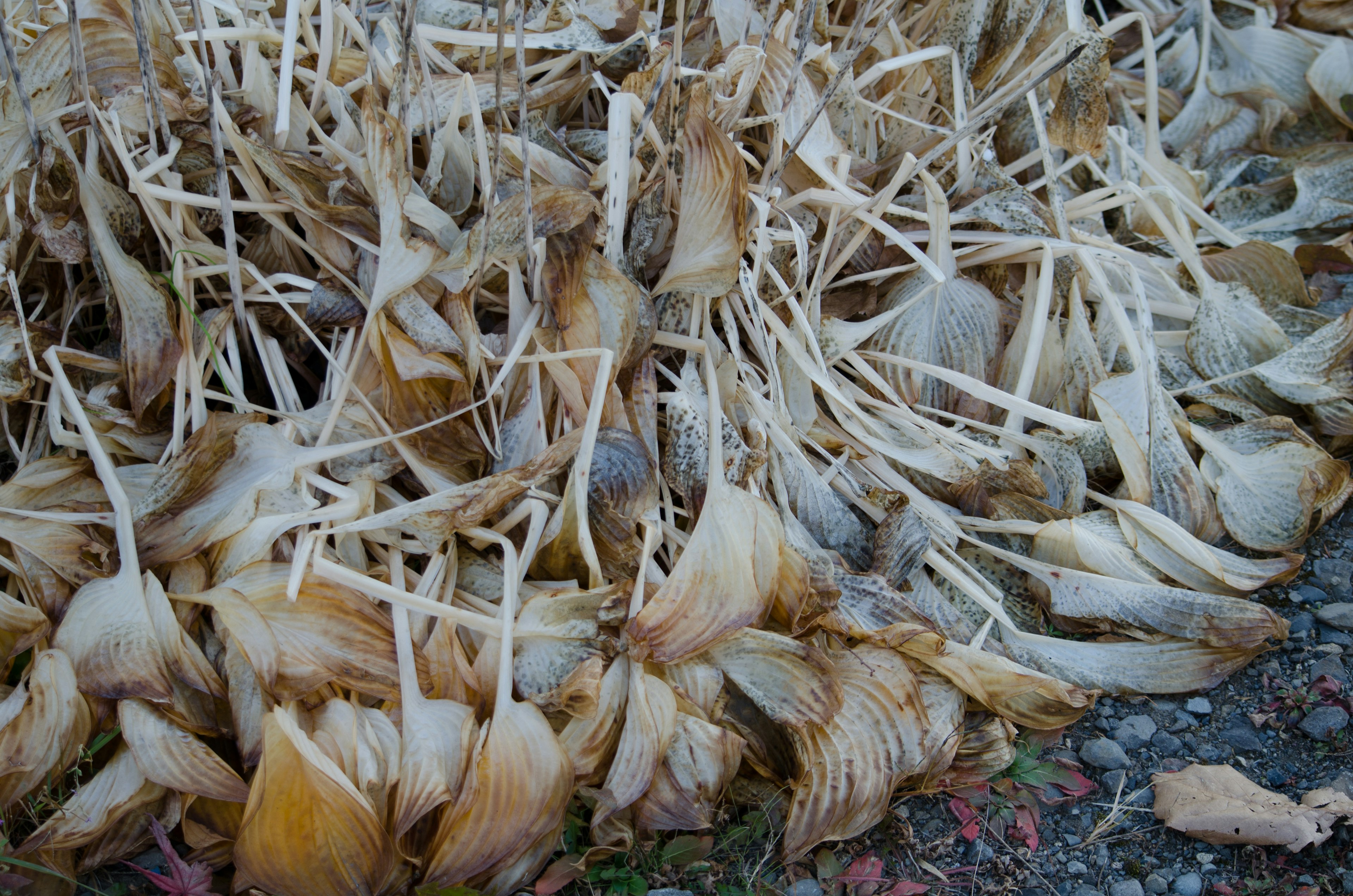 Un tas de tiges et de feuilles de plantes séchées sur le sol