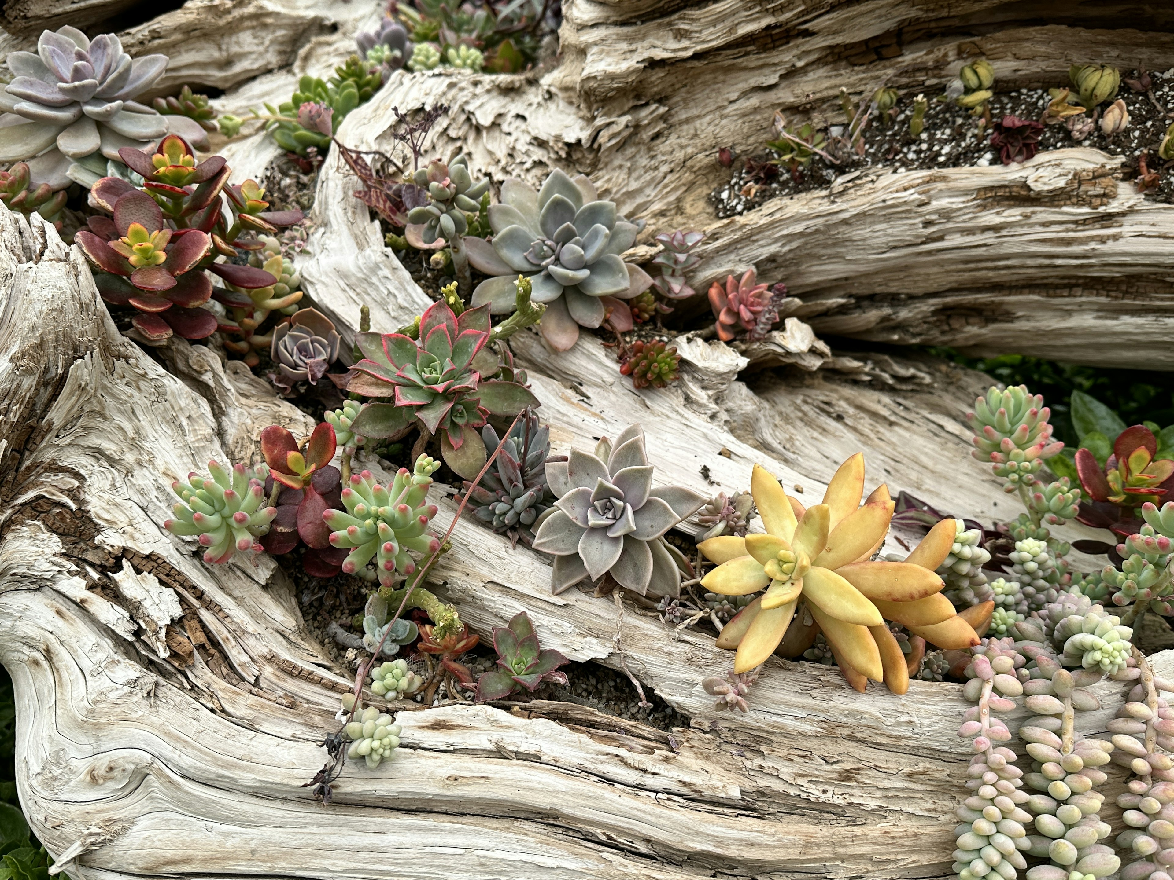 Arrangement of succulents on driftwood