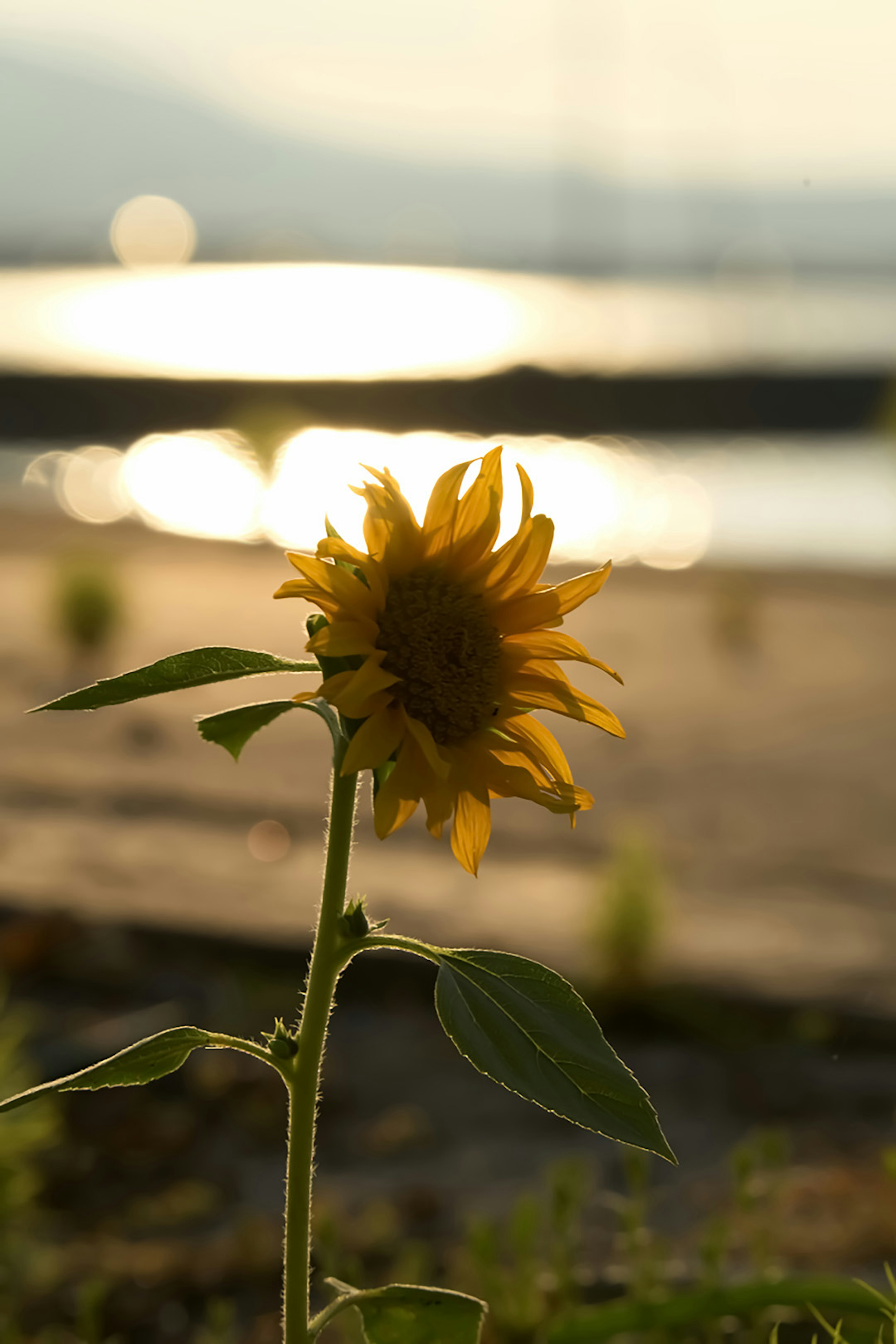 Gros plan d'un tournesol avec un arrière-plan de coucher de soleil