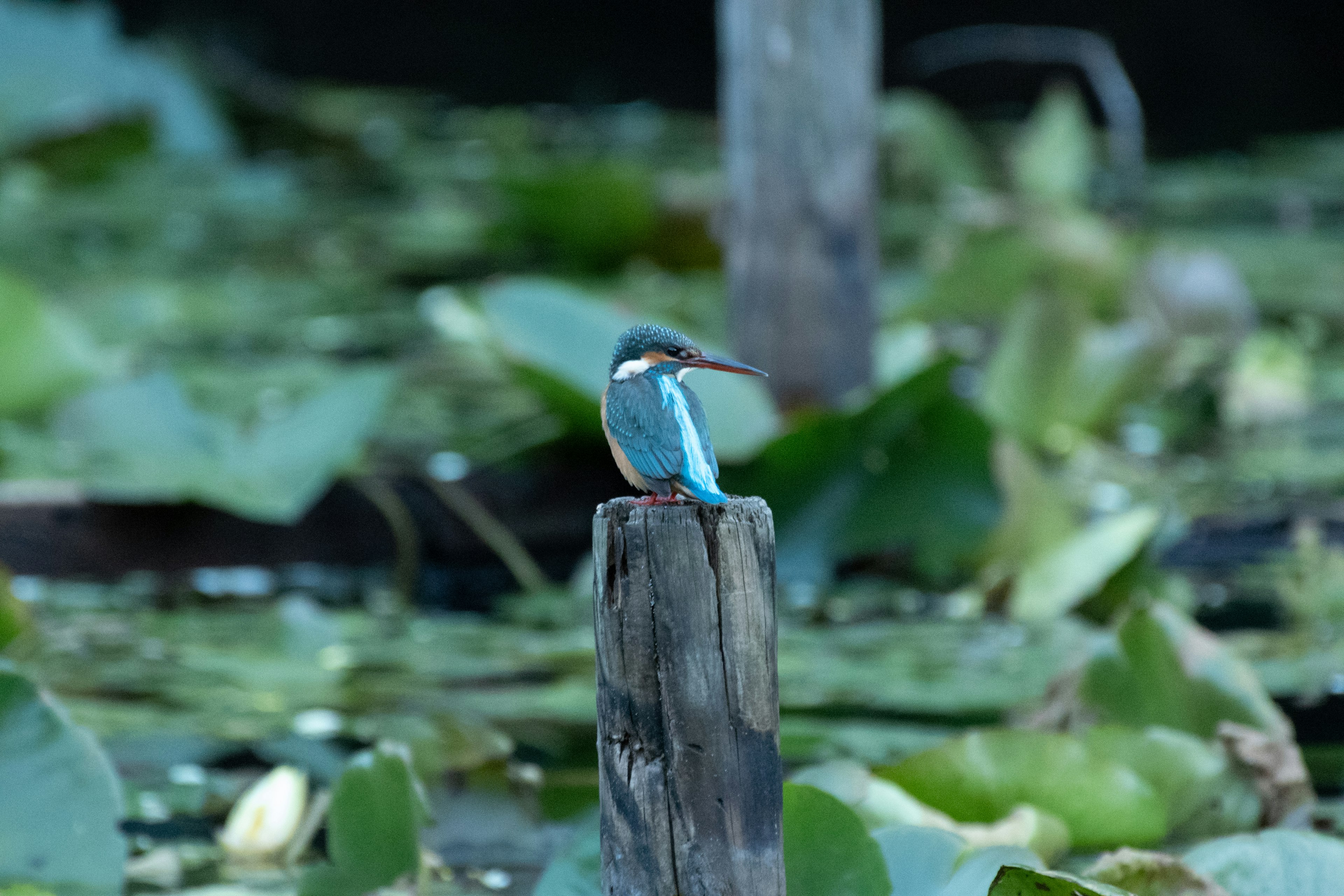 Un pájaro azul posado en un poste de madera rodeado de plantas acuáticas y nenúfares