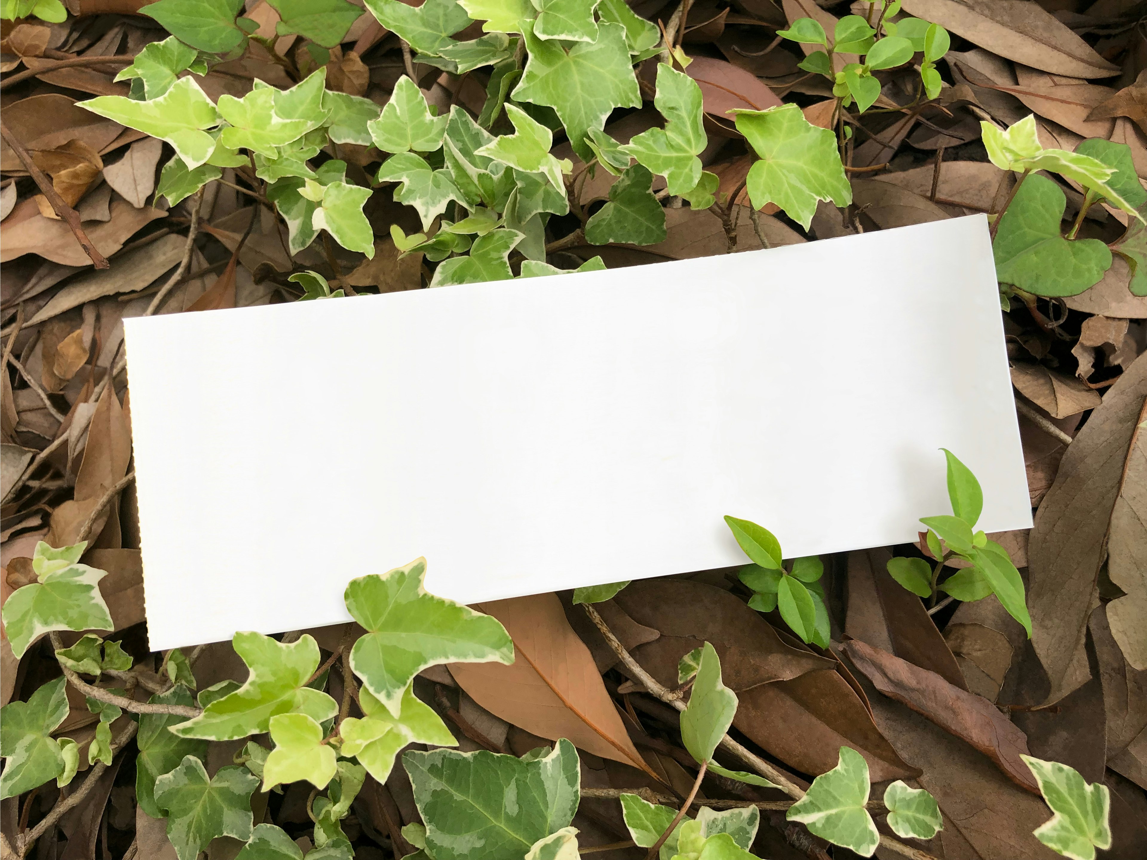 Un papel rectangular blanco colocado sobre hojas verdes