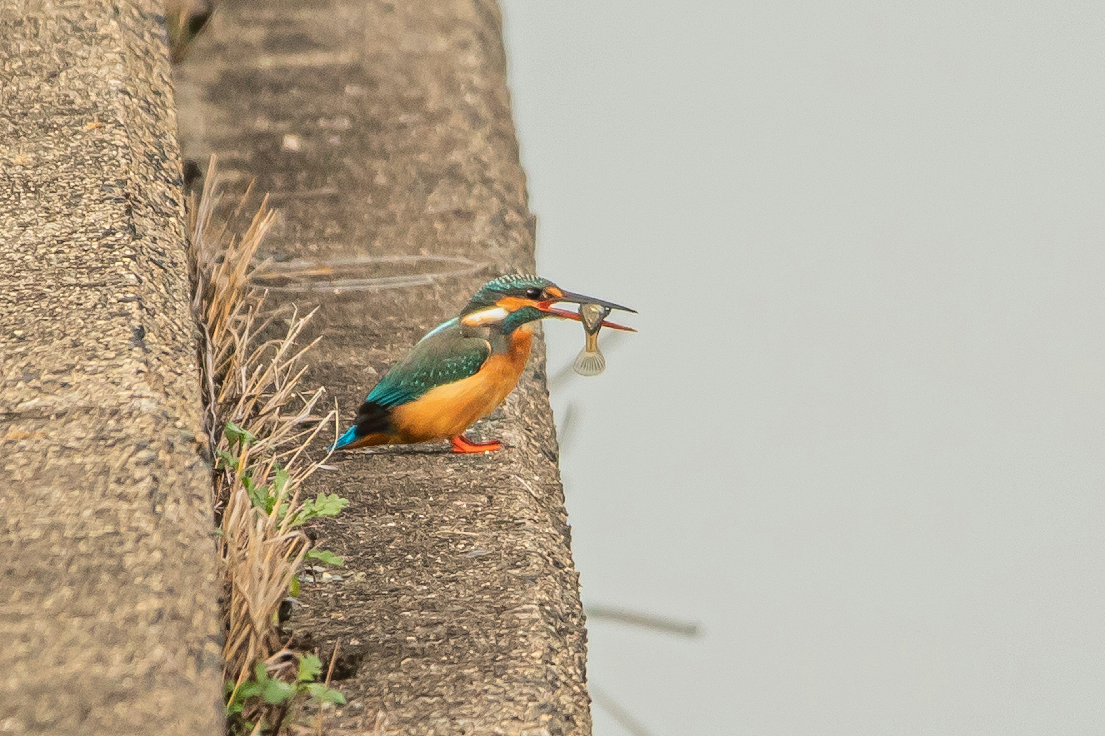 Seekor burung kingfisher bertengger di tepi sungai memegang ikan