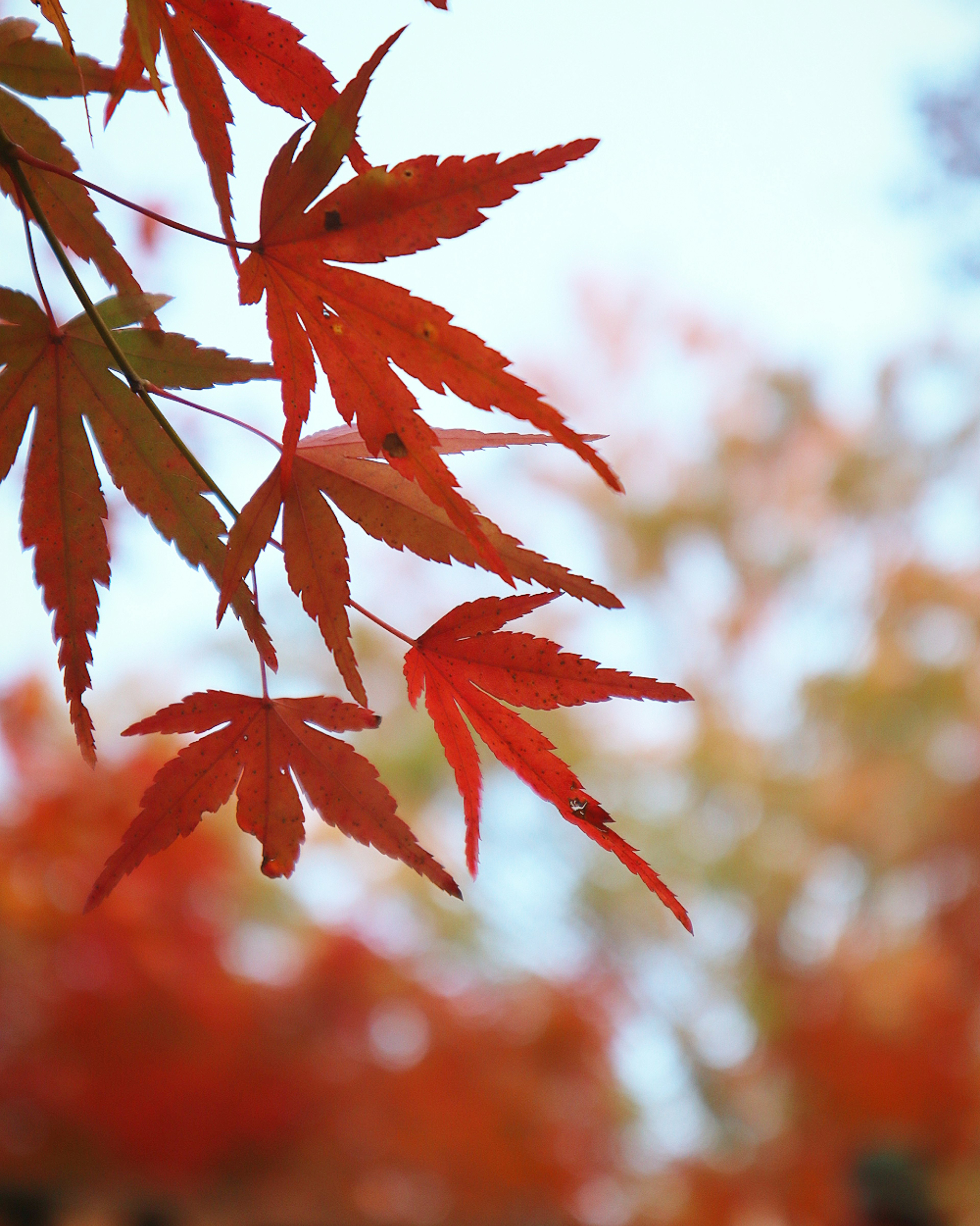 Vibrant red maple leaves against a blue sky background