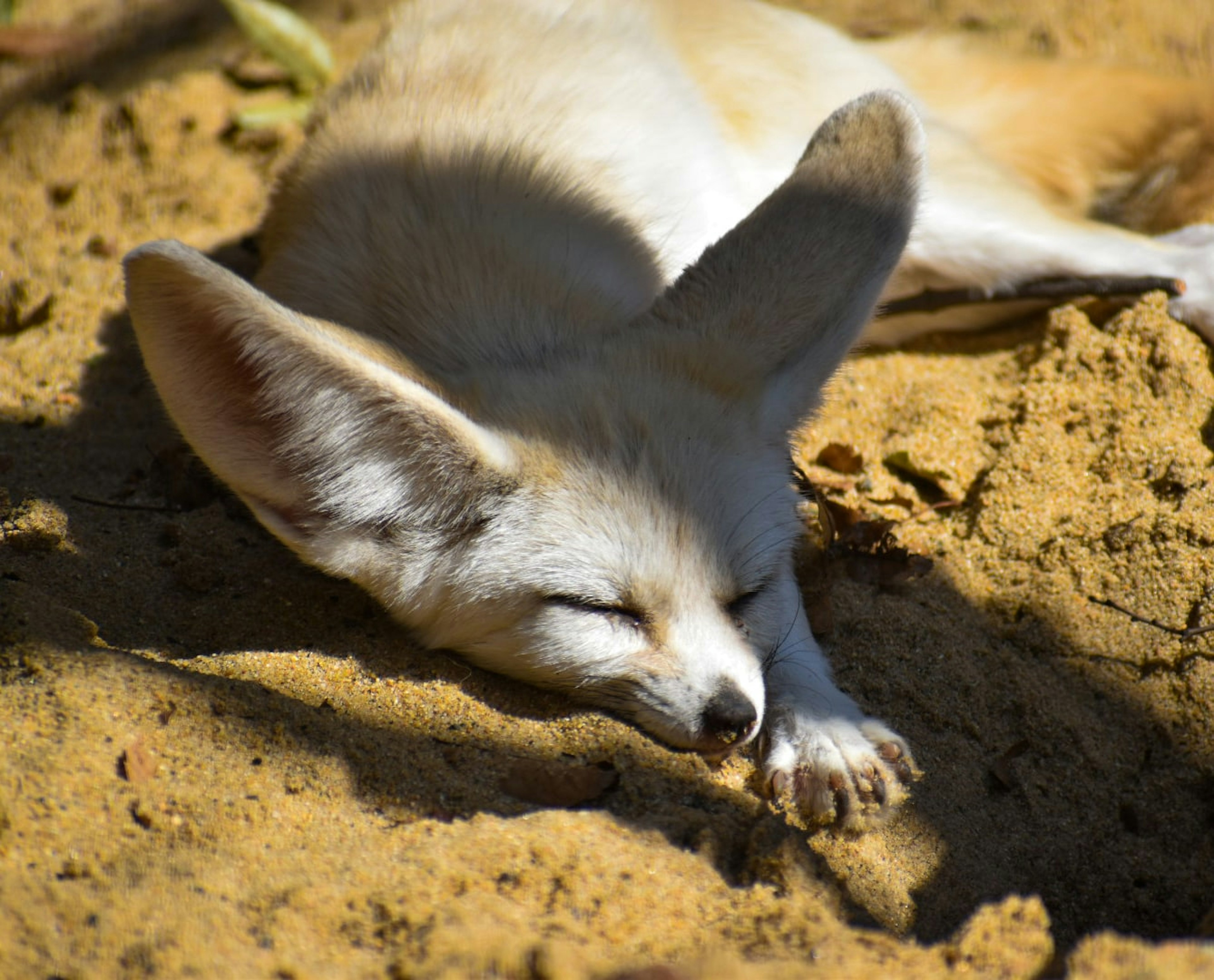 Un cucciolo di fennec che dorme sdraiato sulla sabbia