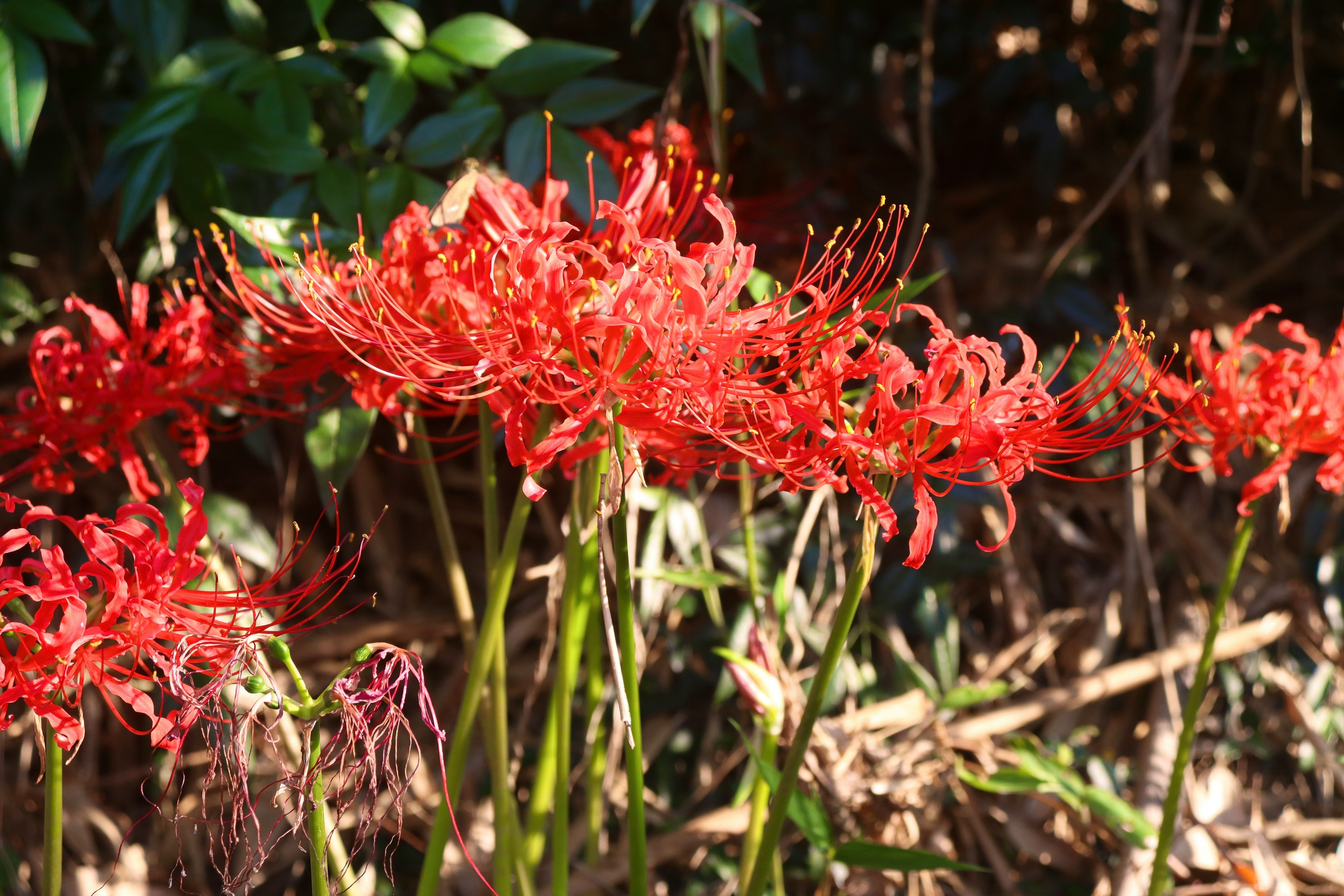 Sekelompok lily laba-laba merah cerah di lingkungan alami