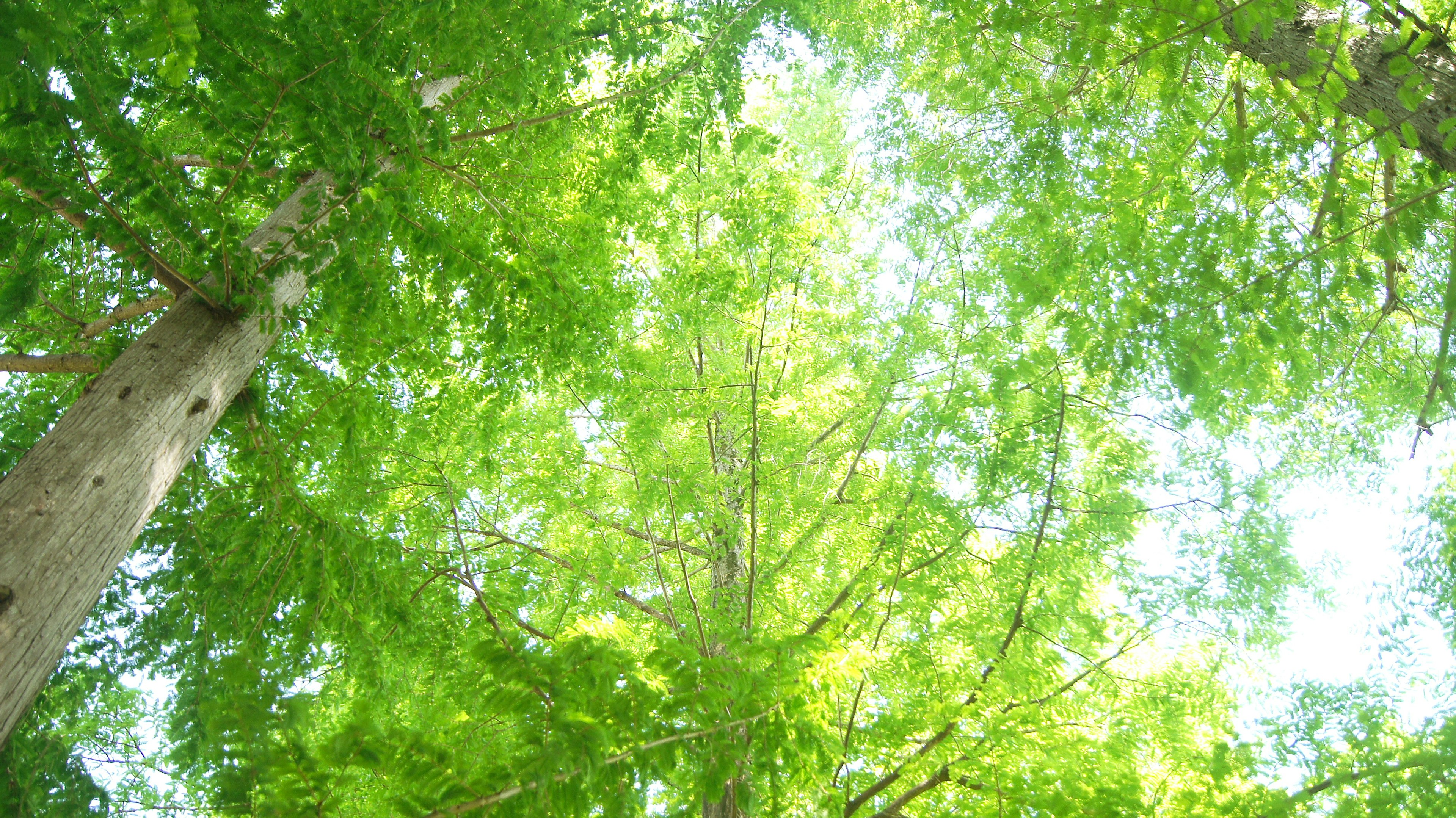 View looking up at lush green trees with sunlight filtering through leaves