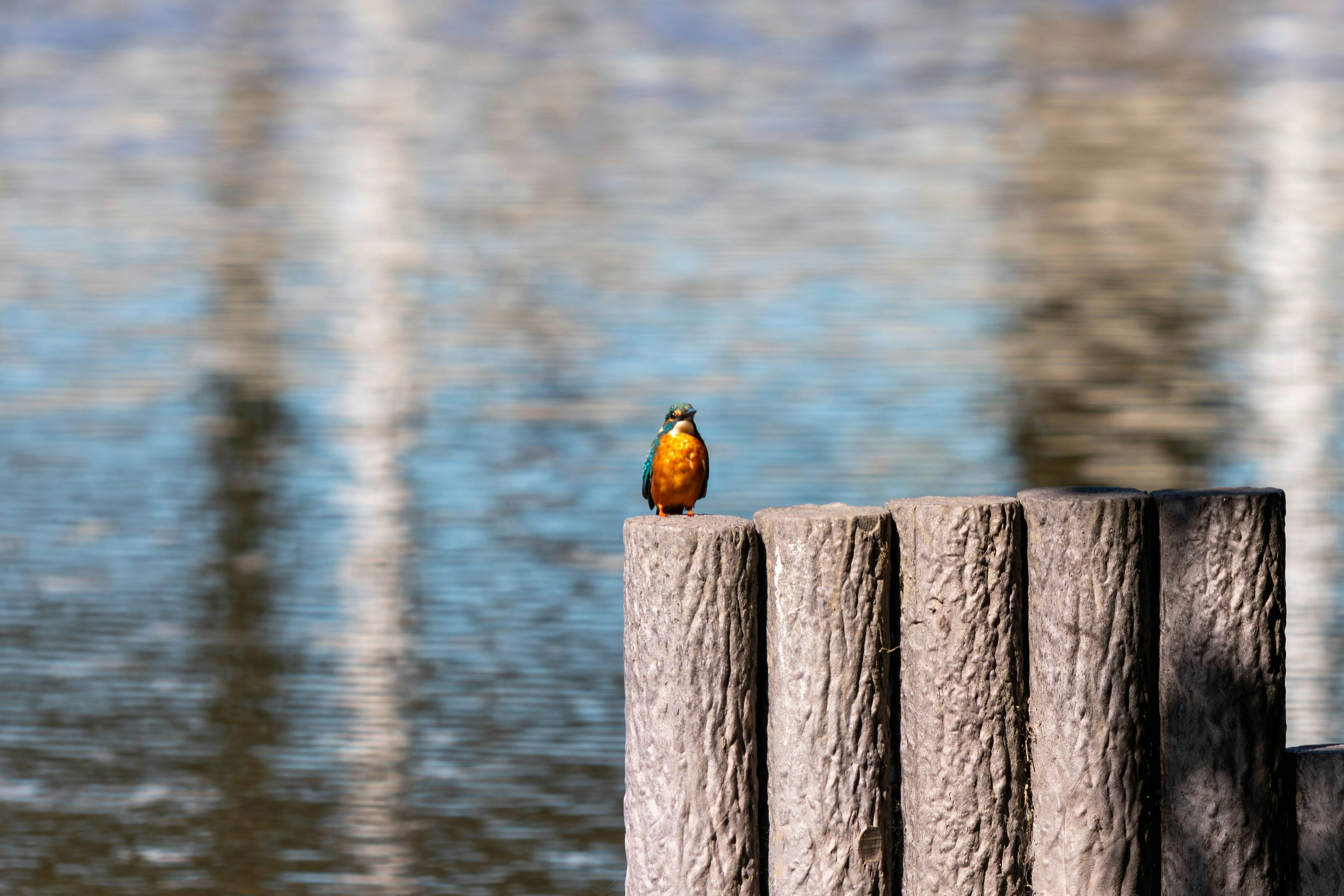 Small yellow bird perched on a log near the water