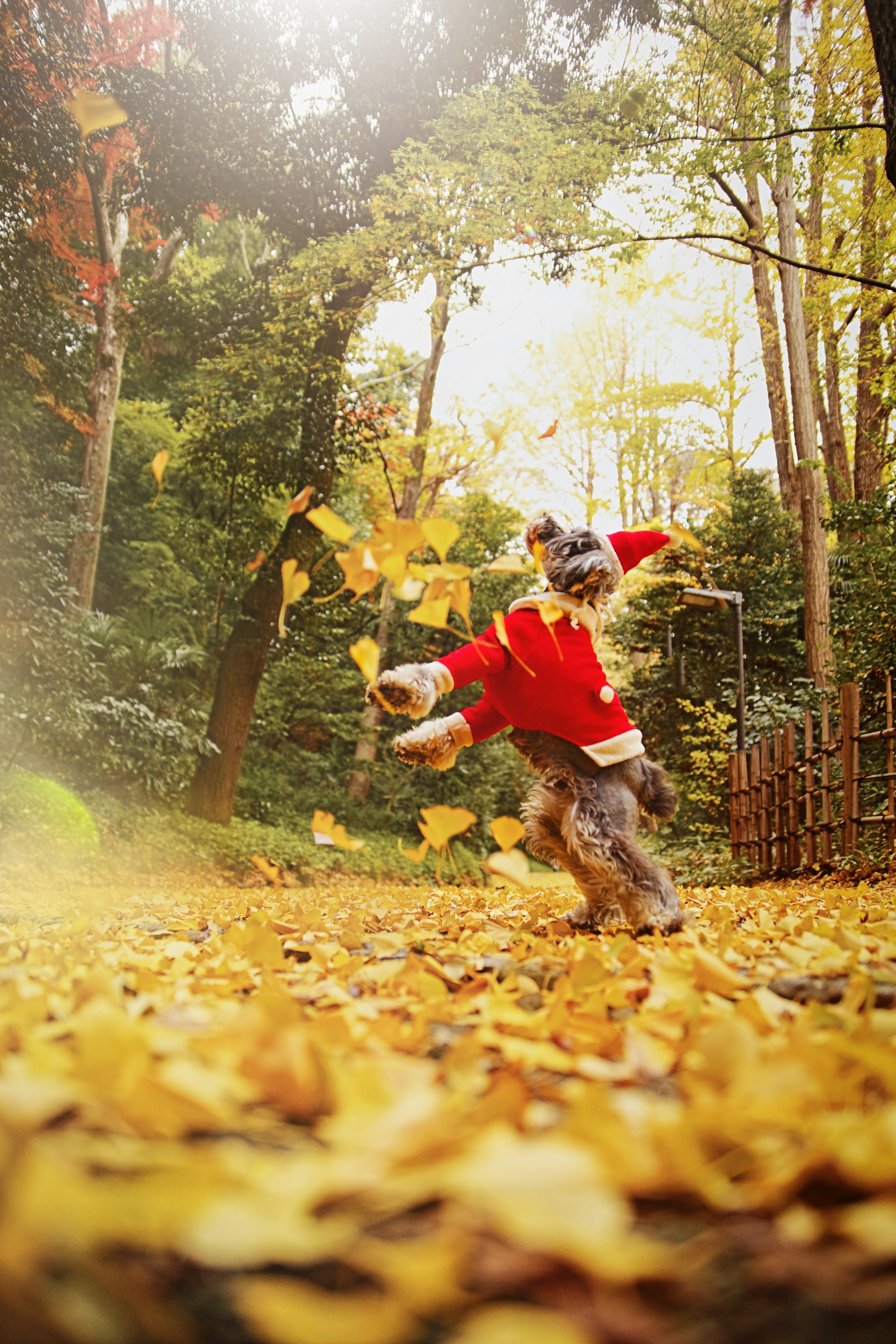 Un perro con un suéter rojo corriendo entre hojas de otoño en un entorno forestal