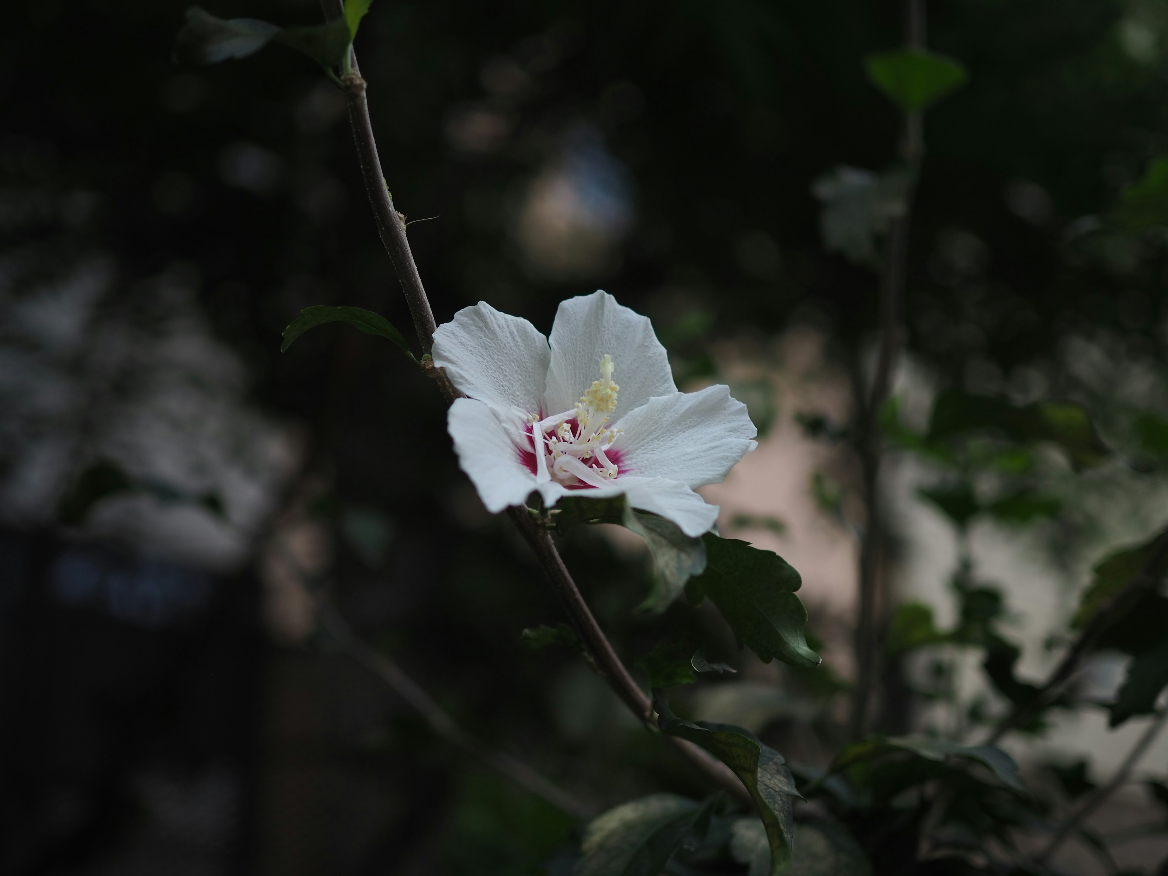 白い花が緑の葉の間に咲いている