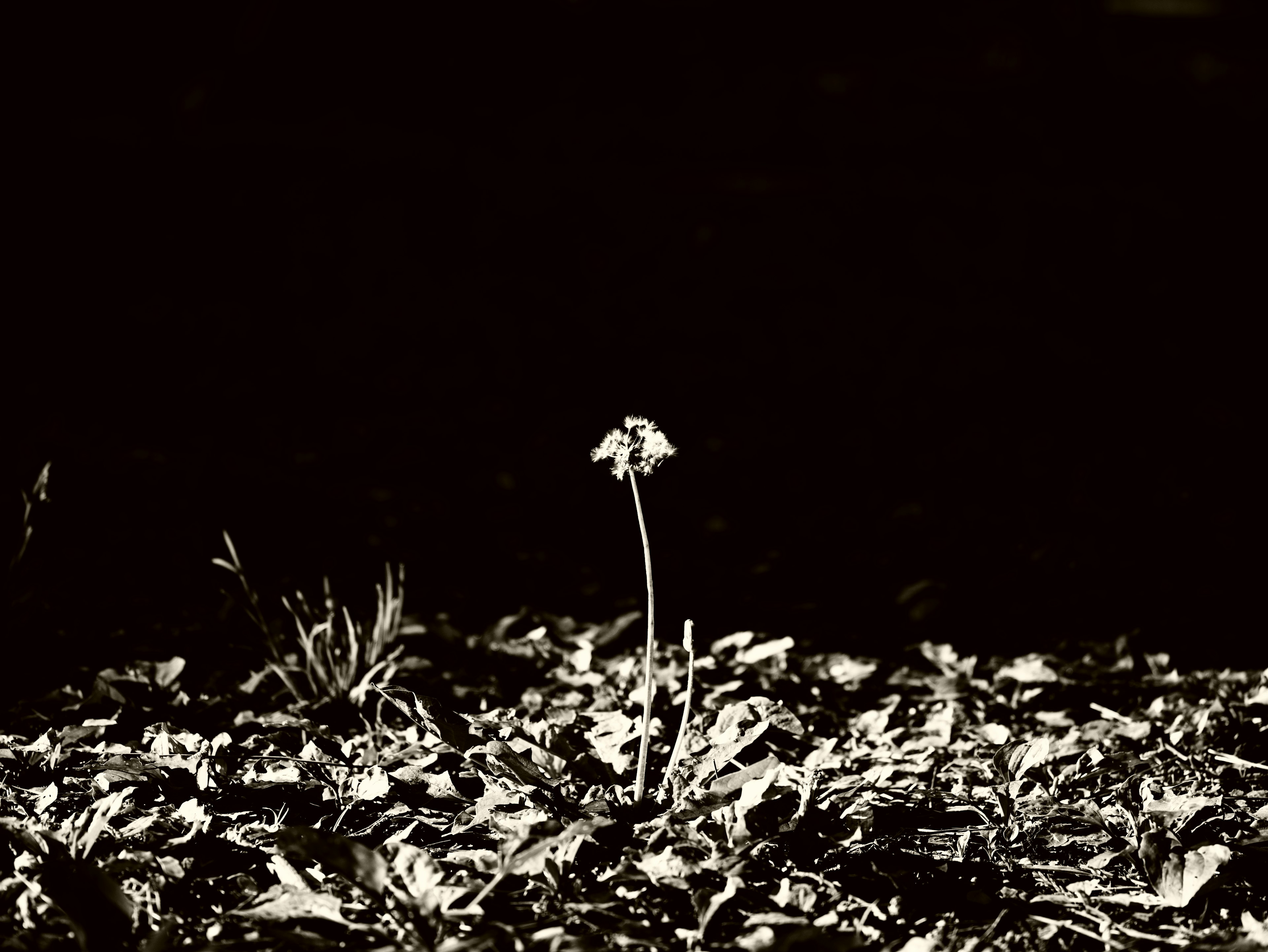 Una sola flor de pie contra un fondo oscuro con hojas caídas