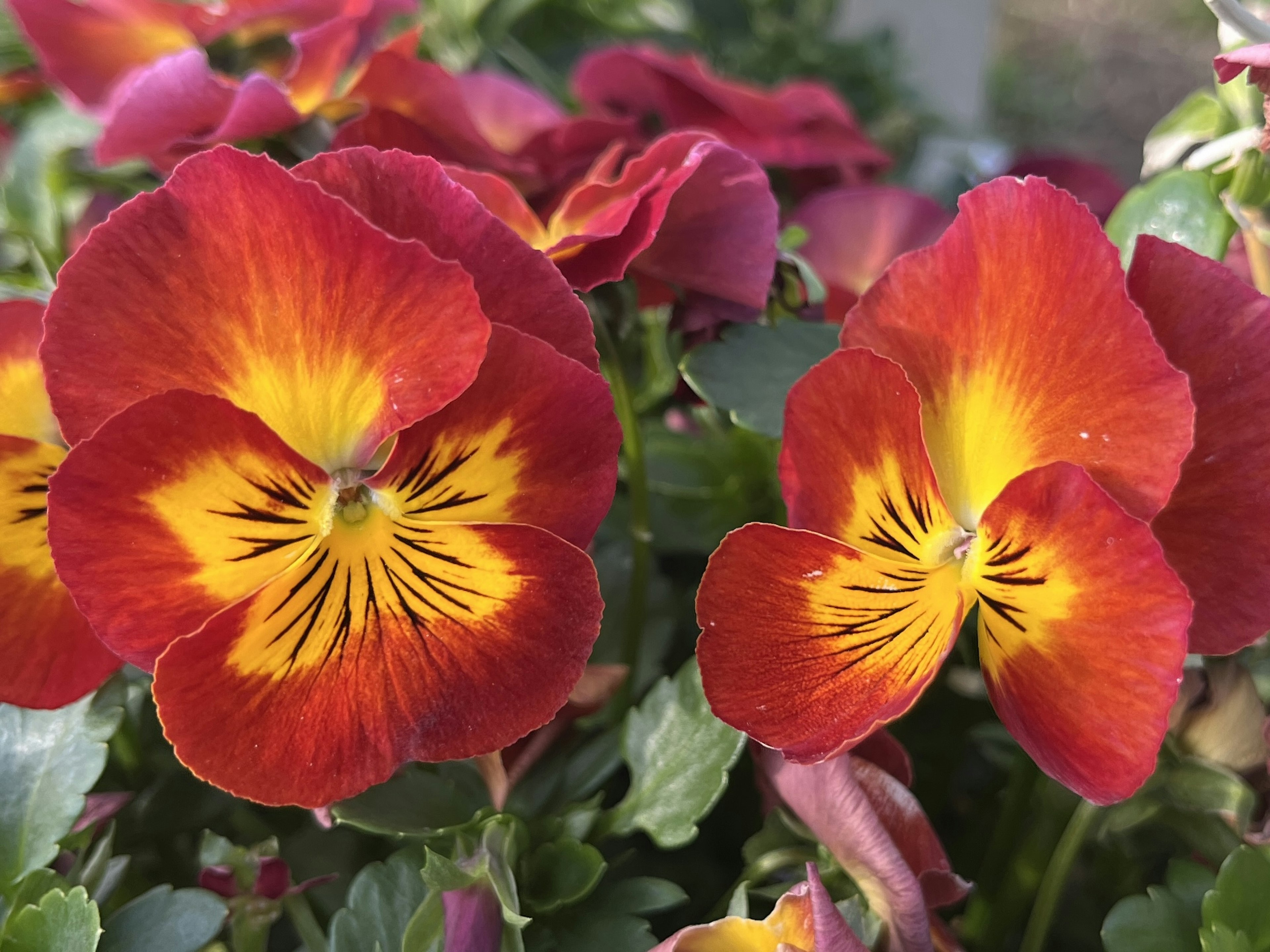 Red and yellow pansy flowers blooming together