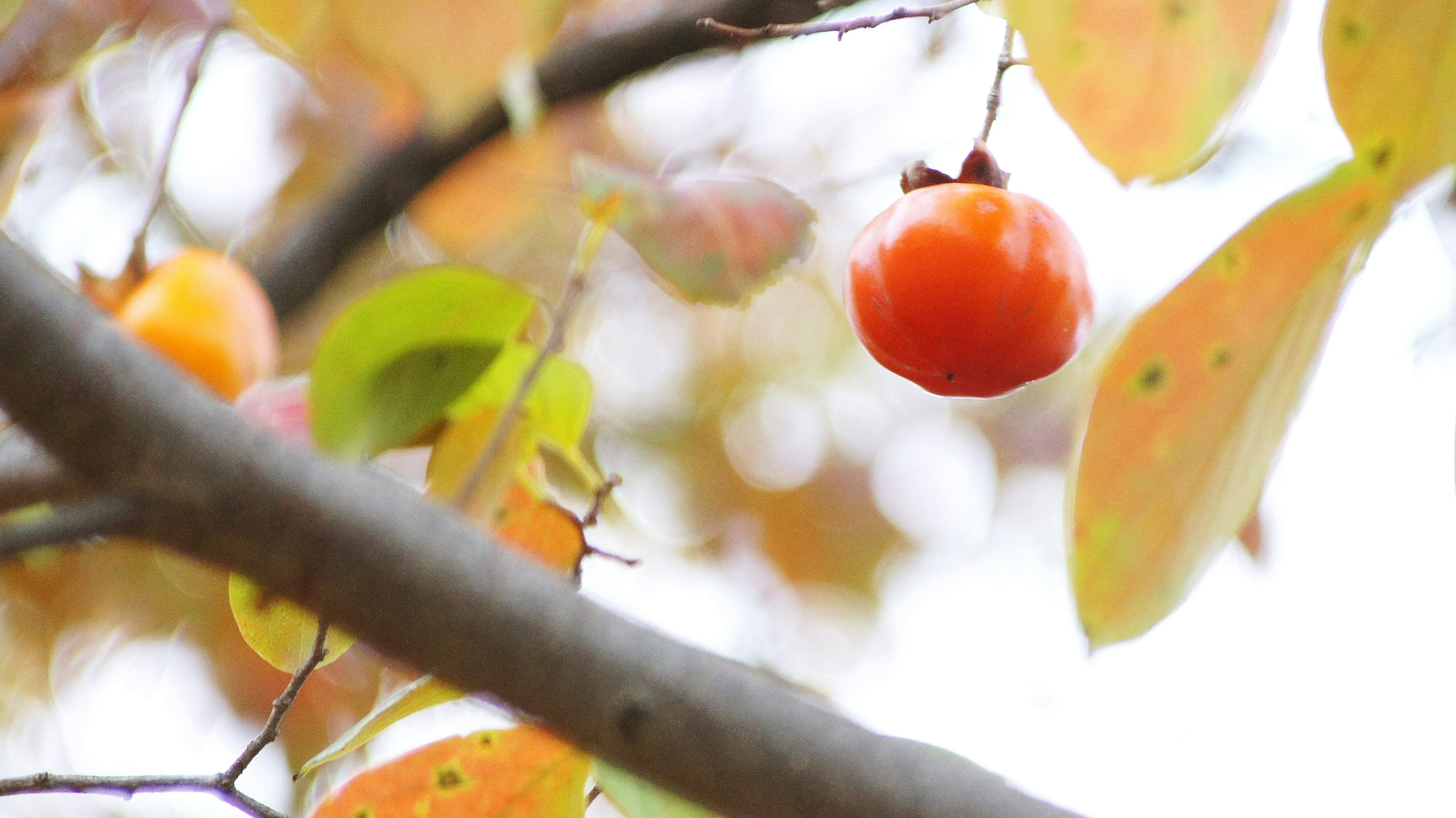 Kaki-Frucht hängt zwischen bunten Herbstblättern