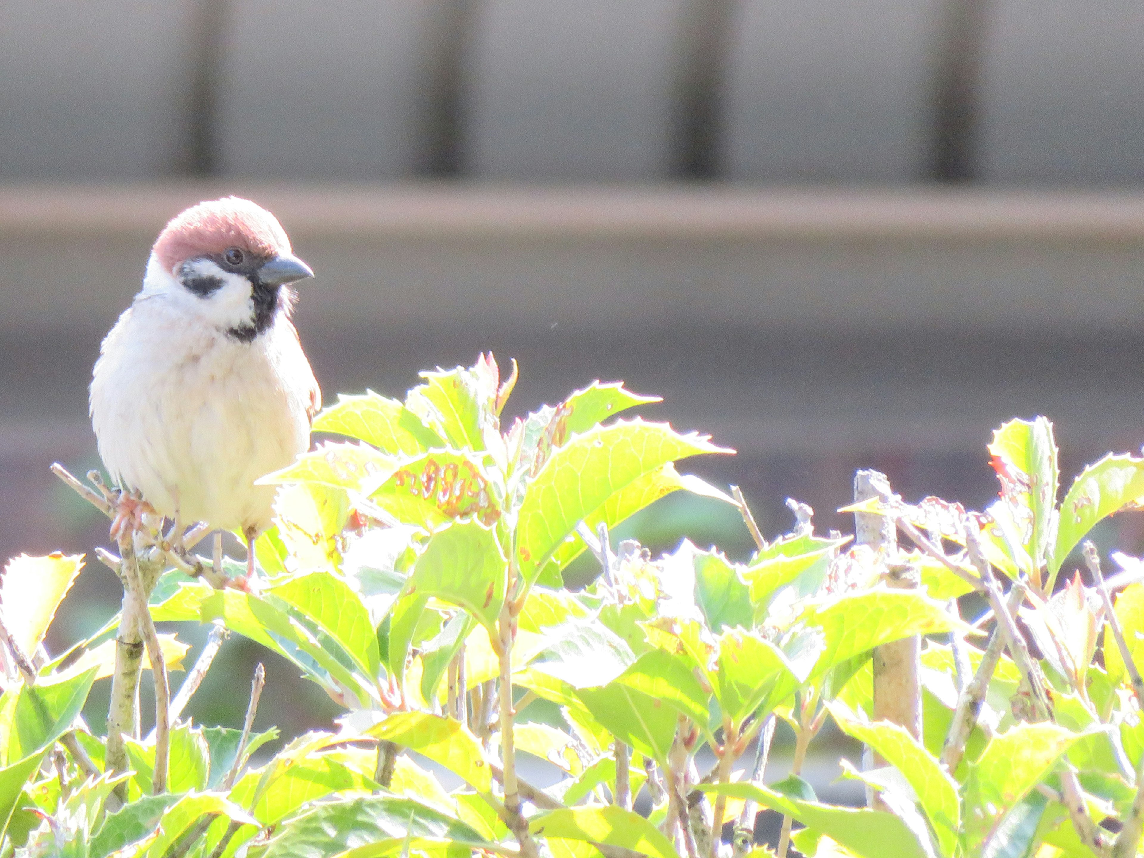 A small bird perched on green leaves